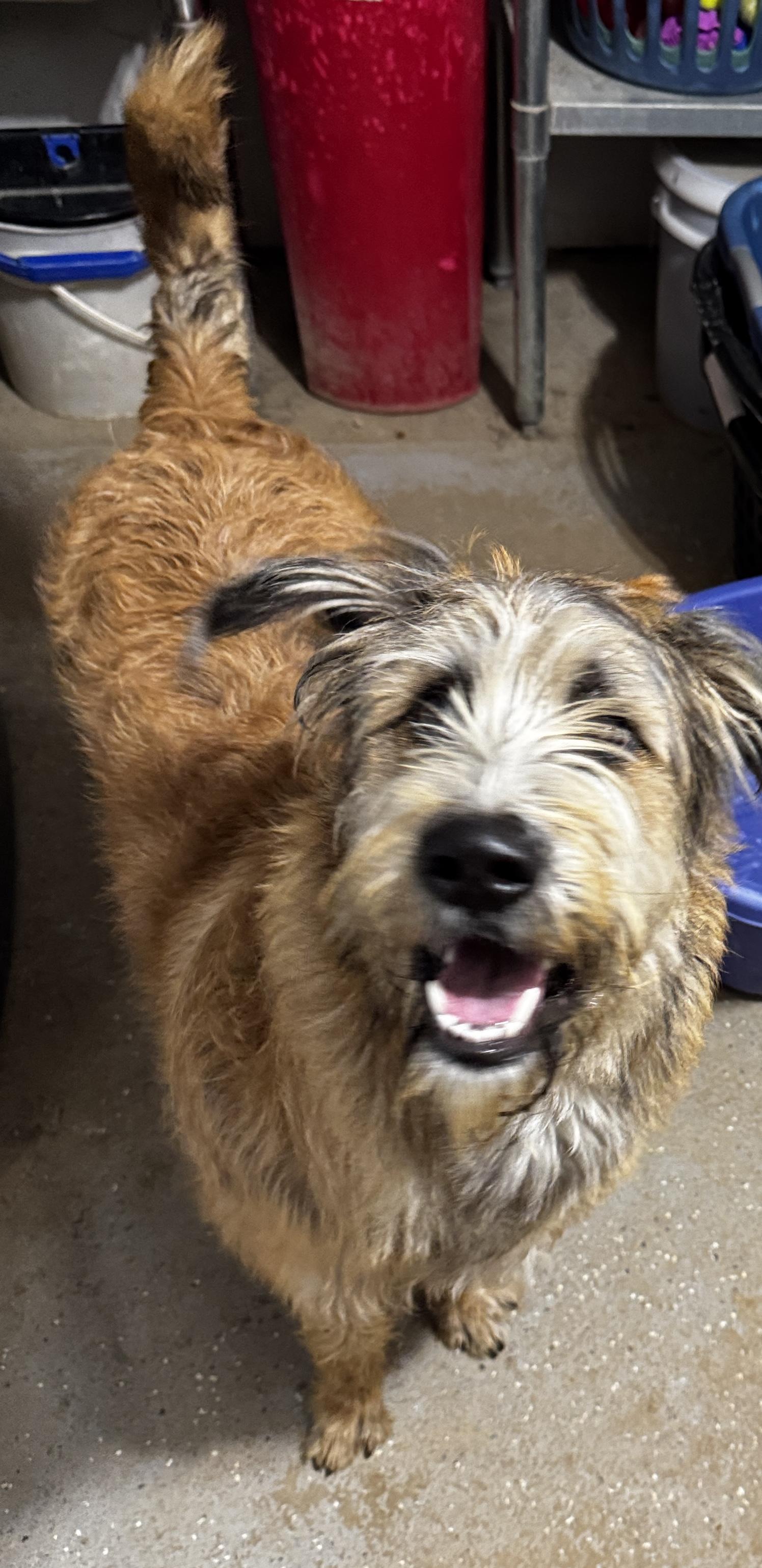 Enlarge Charlie, a ADOPTABLE mixed breed in Rogersville, TN image 2/4