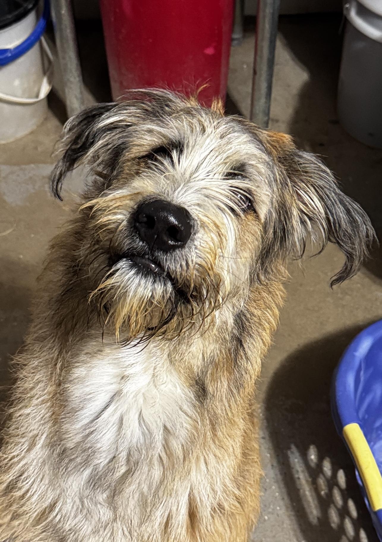 Enlarge Charlie, a ADOPTABLE mixed breed in Rogersville, TN image 1/4