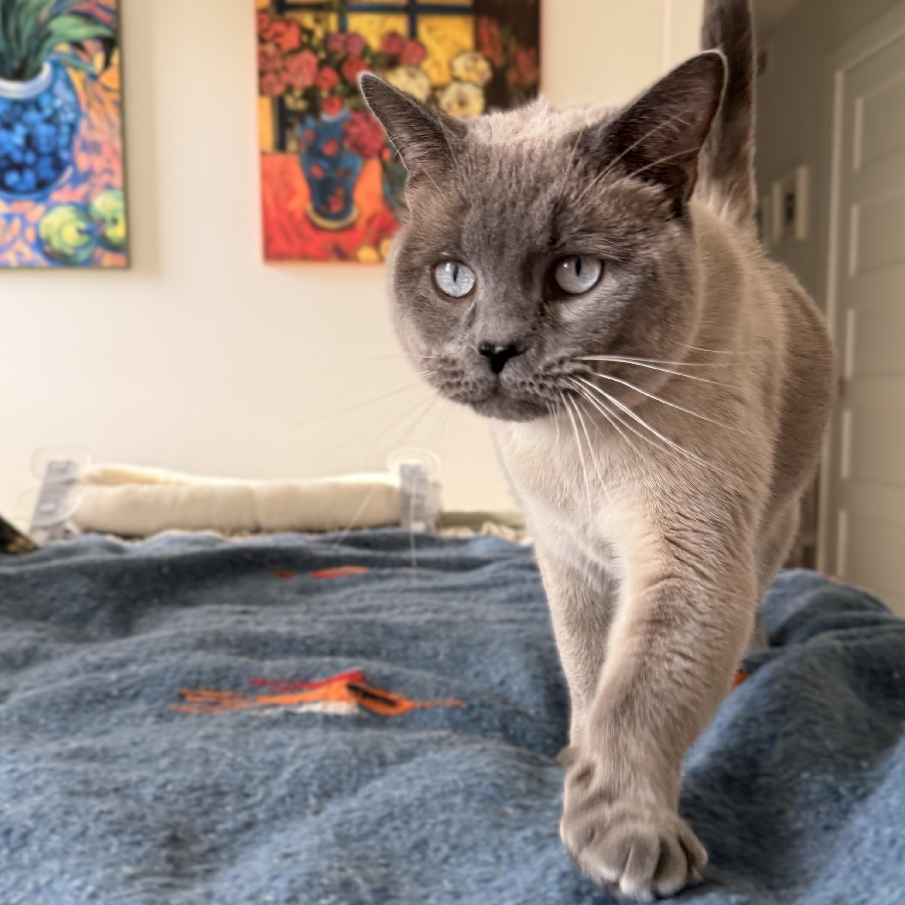 Griz, adopted, Adult Male Siamese.