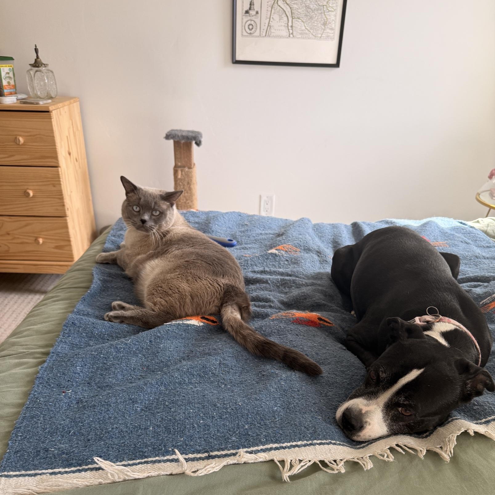 Griz, an adopted mixed breed in Denver, CO image 3/6
