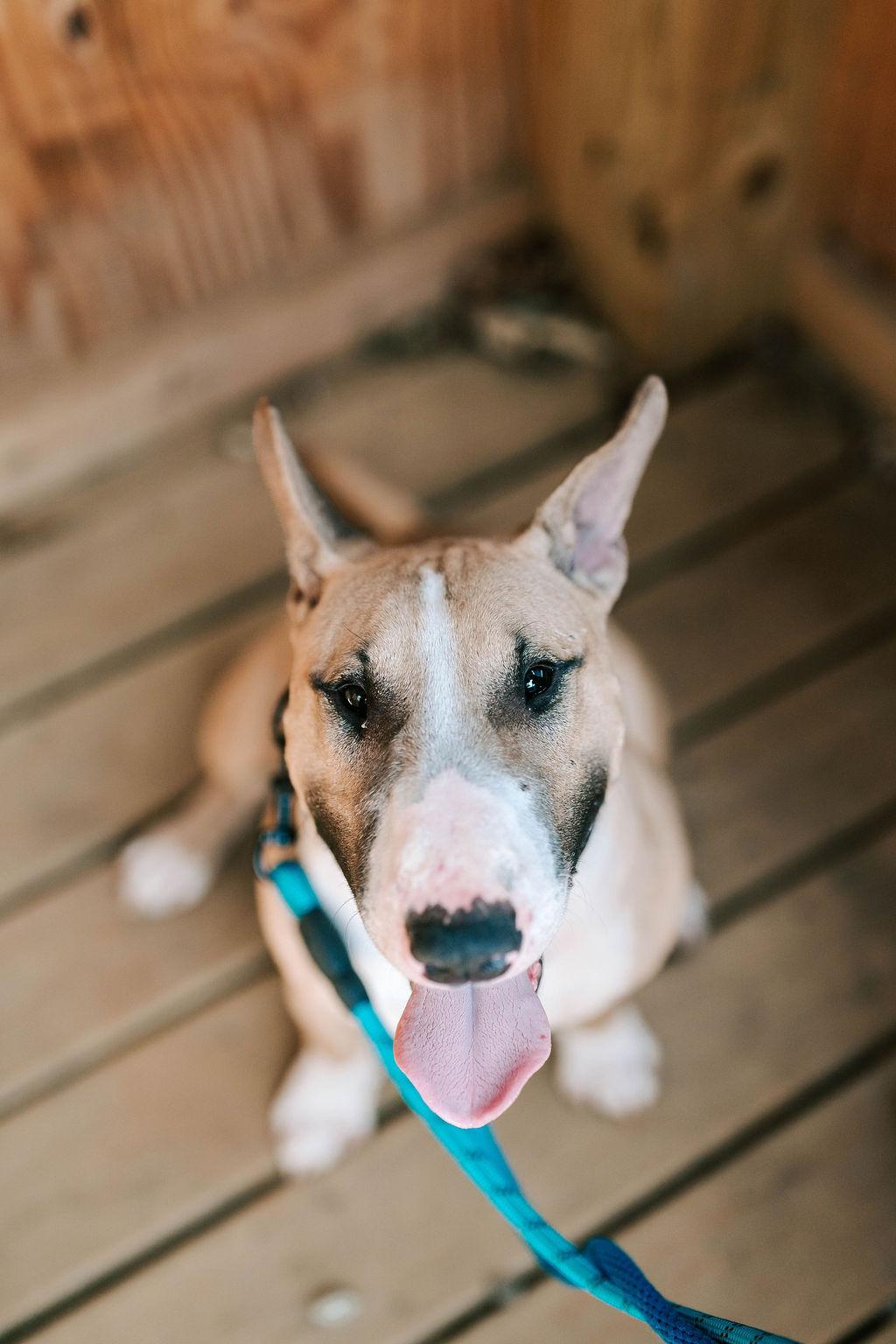 Patton, a ADOPTABLE Bull Terrier in Old Bridge, NJ image 1/2