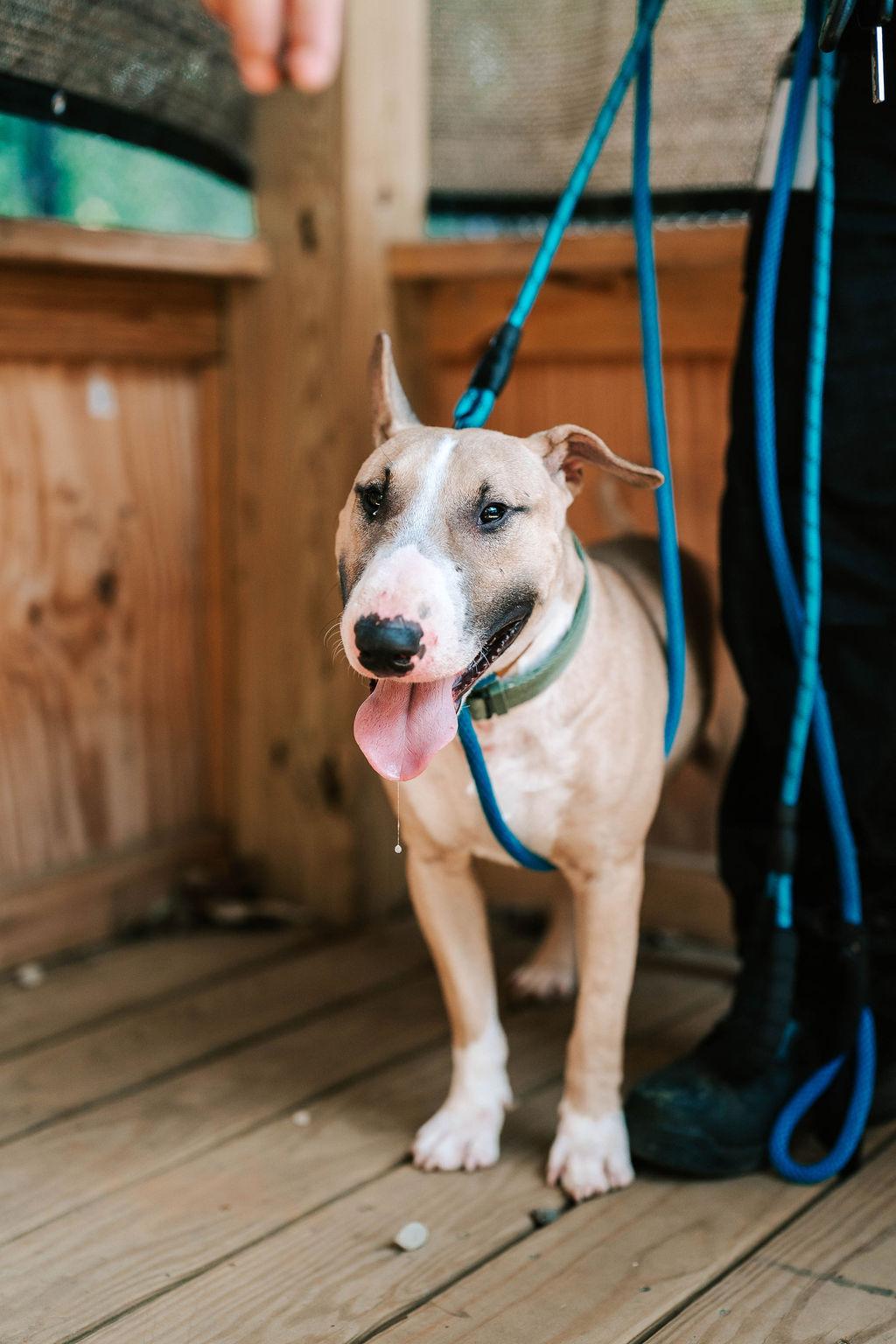 Patton, a ADOPTABLE Bull Terrier in Old Bridge, NJ image 2/2