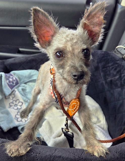 Enlarge Smudge, a Adopted mixed breed in Egg Harbor City, NJ image 1/1