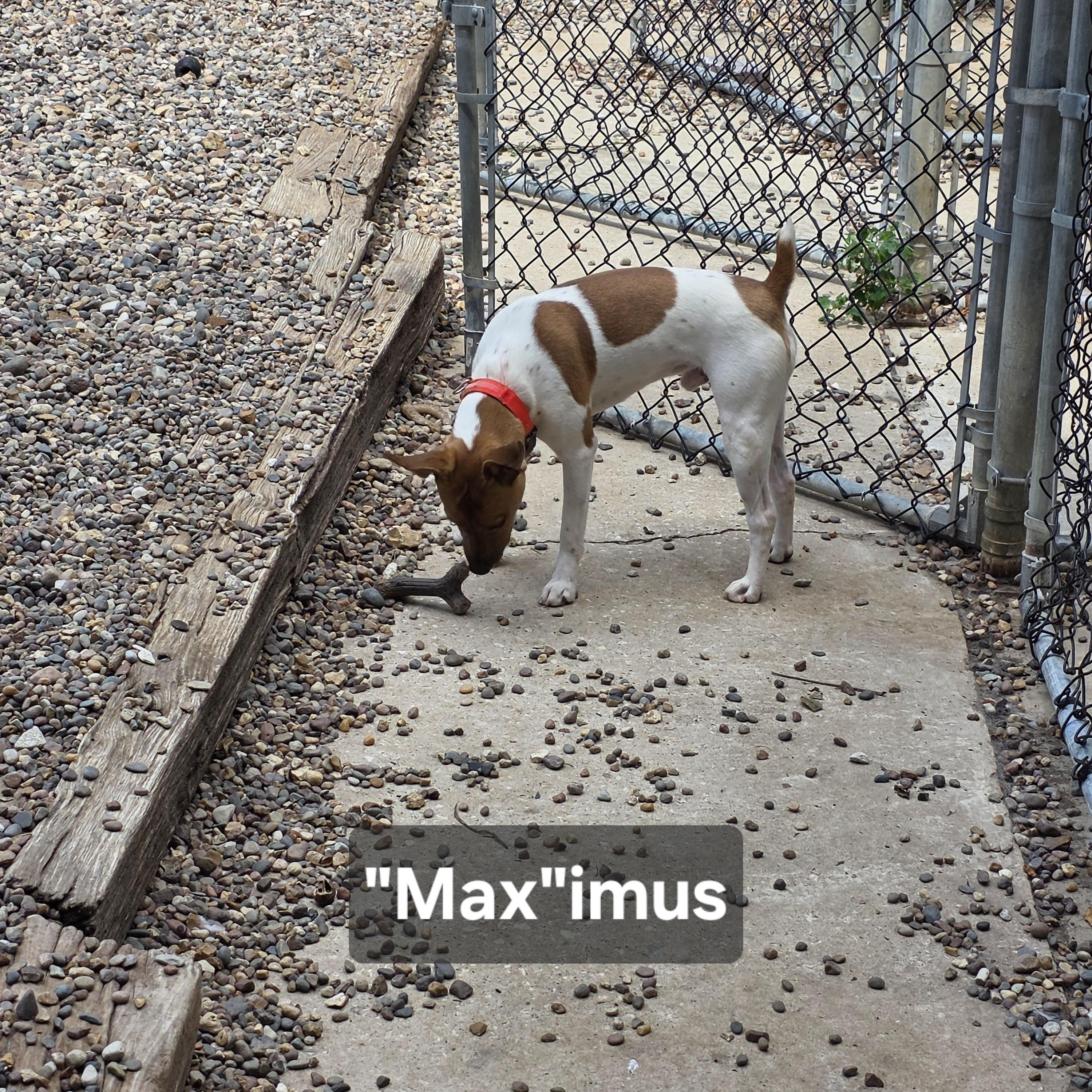 Enlarge "Max"imus, a Adopted Jack Russell Terrier in Wever, IA image 5/6