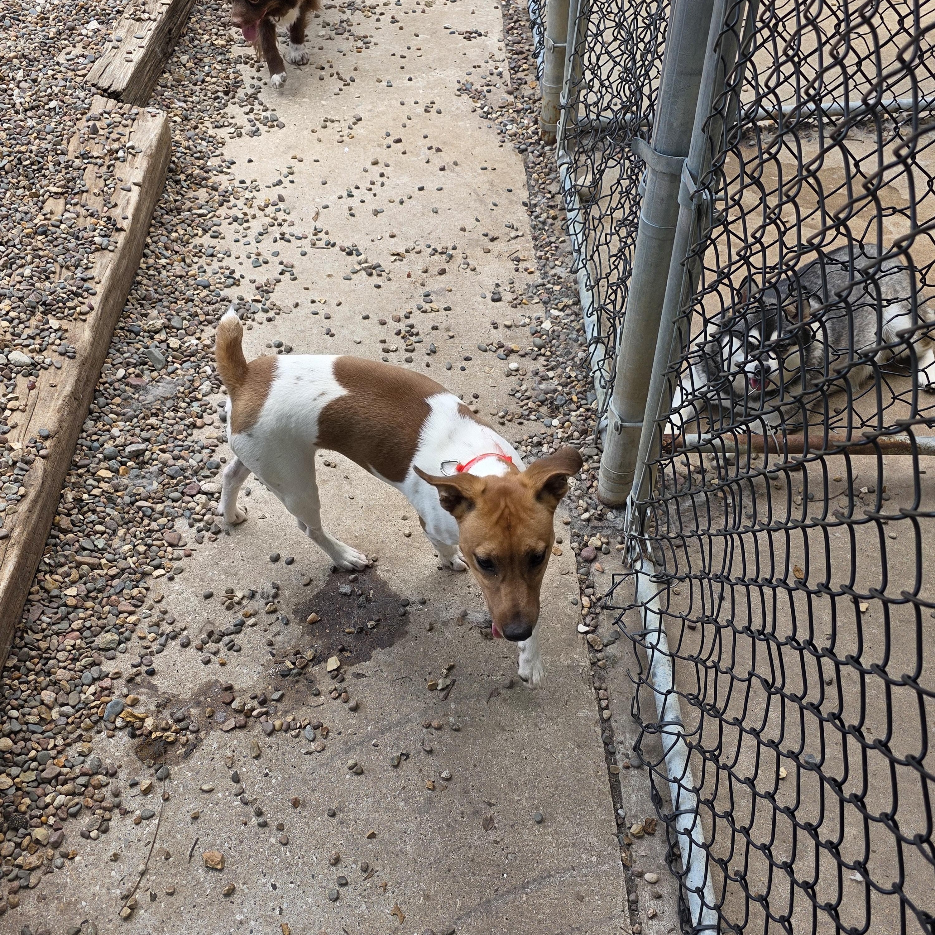 Enlarge "Max"imus, a Adopted Jack Russell Terrier in Wever, IA image 6/6