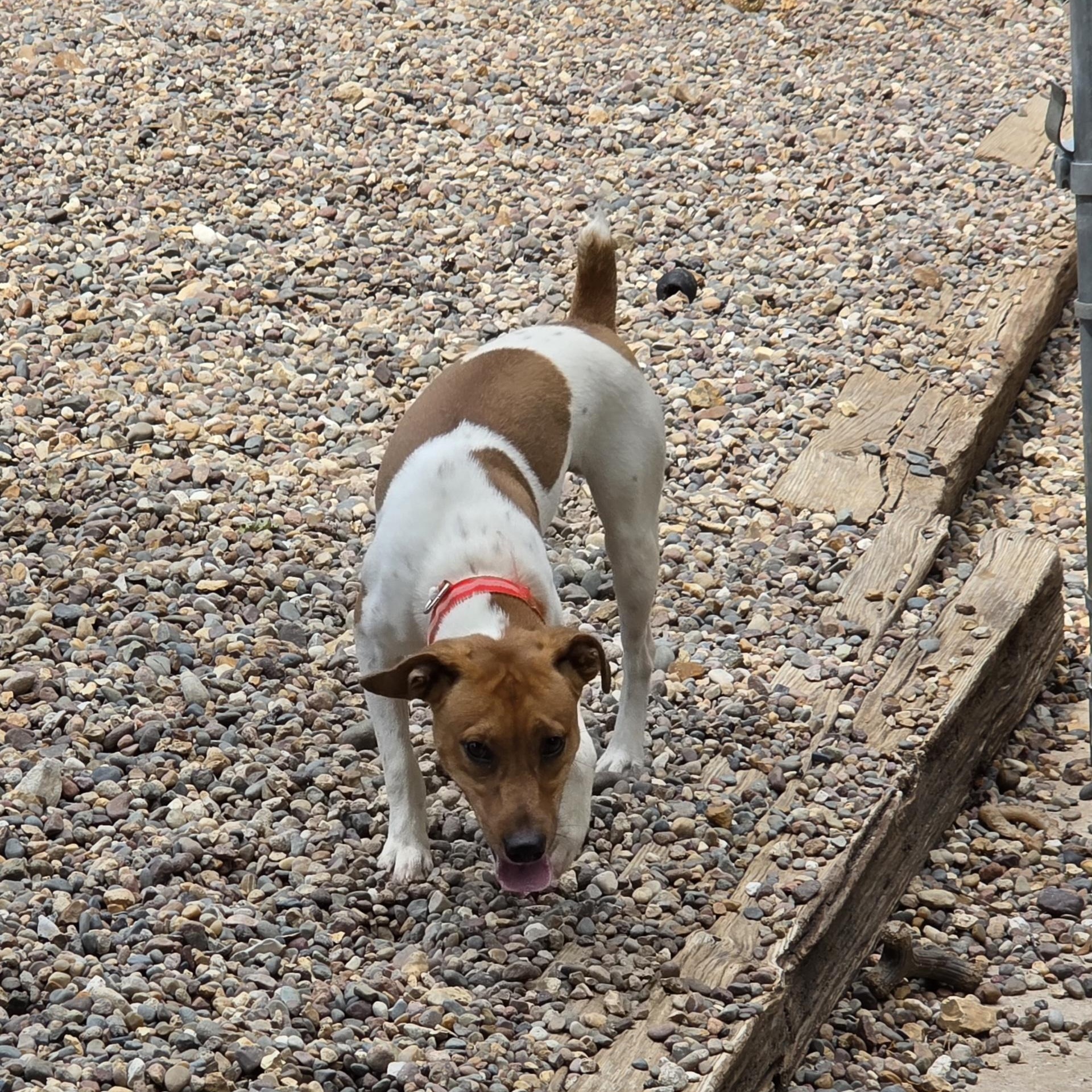 Enlarge "Max"imus, a Adopted Jack Russell Terrier in Wever, IA image 3/6