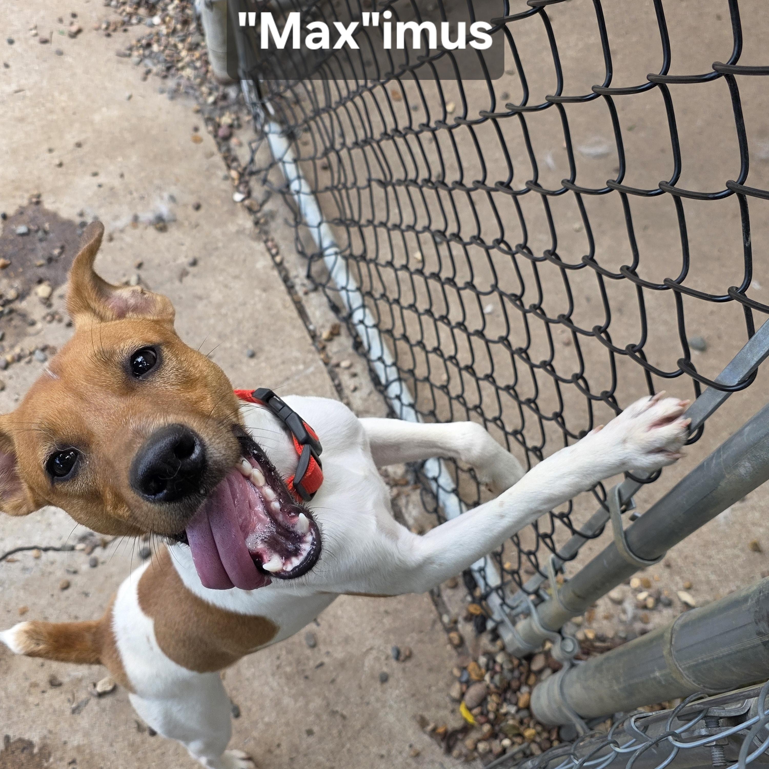 Enlarge "Max"imus, a Adopted Jack Russell Terrier in Wever, IA image 4/6