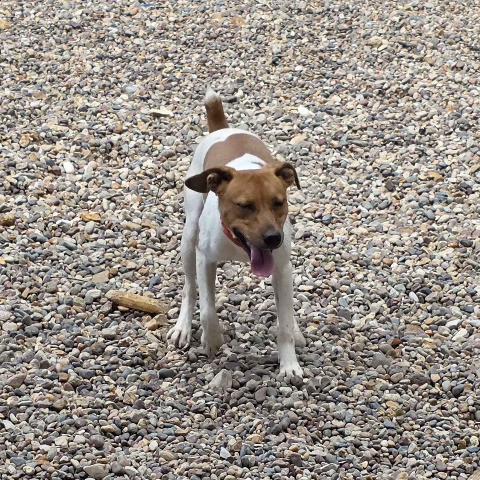 Enlarge "Max"imus, a Adopted Jack Russell Terrier in Wever, IA image 2/6