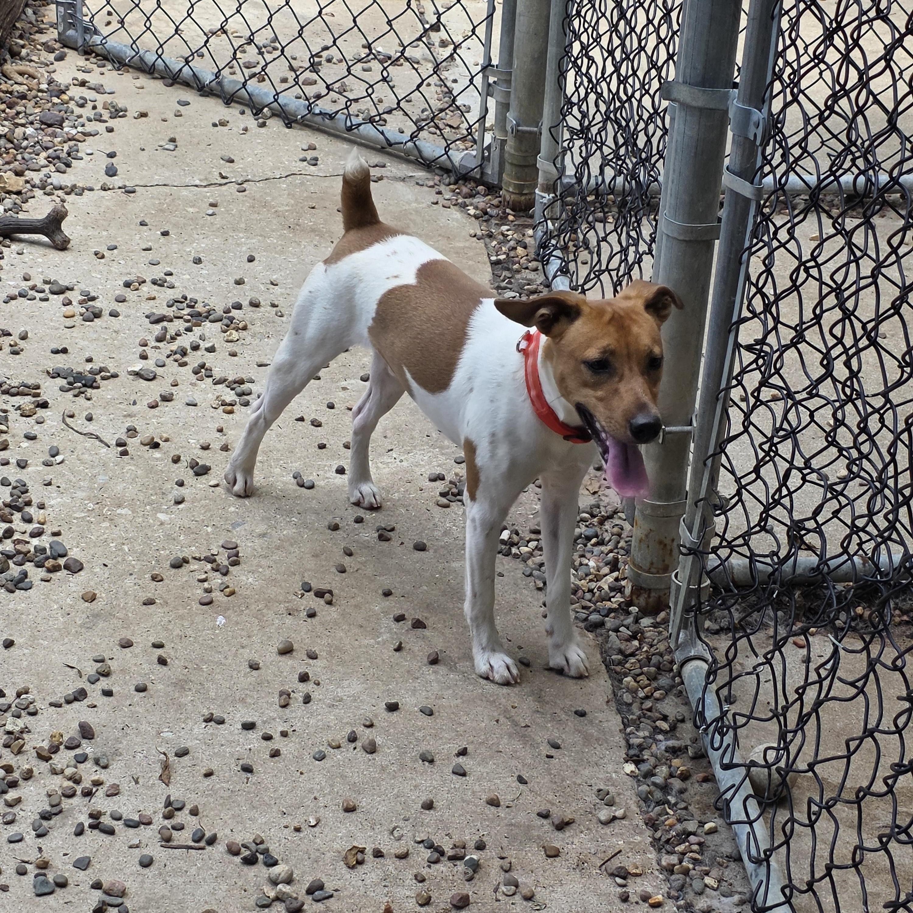 "Max"imus, ADOPTABLE, Young Male Jack Russell Terrier.