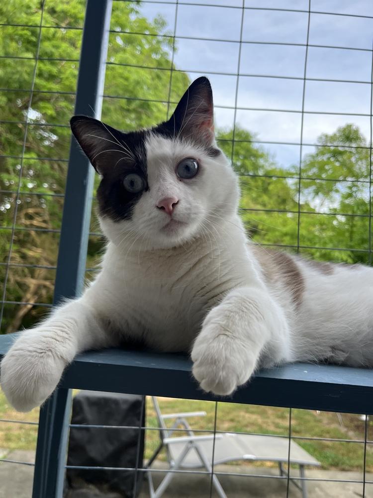 Enlarge CANE-read my bio before applying, a Adoptable mixed breed in Burlington, NC image 1/5