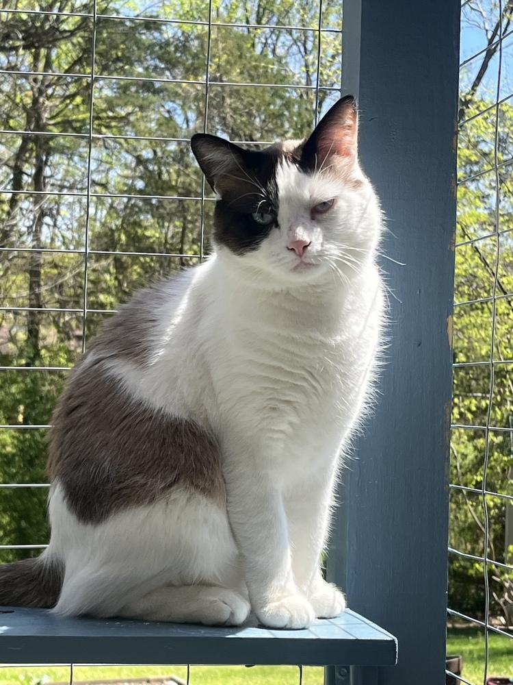 Enlarge CANE-read my bio before applying, a Adoptable mixed breed in Burlington, NC image 5/5