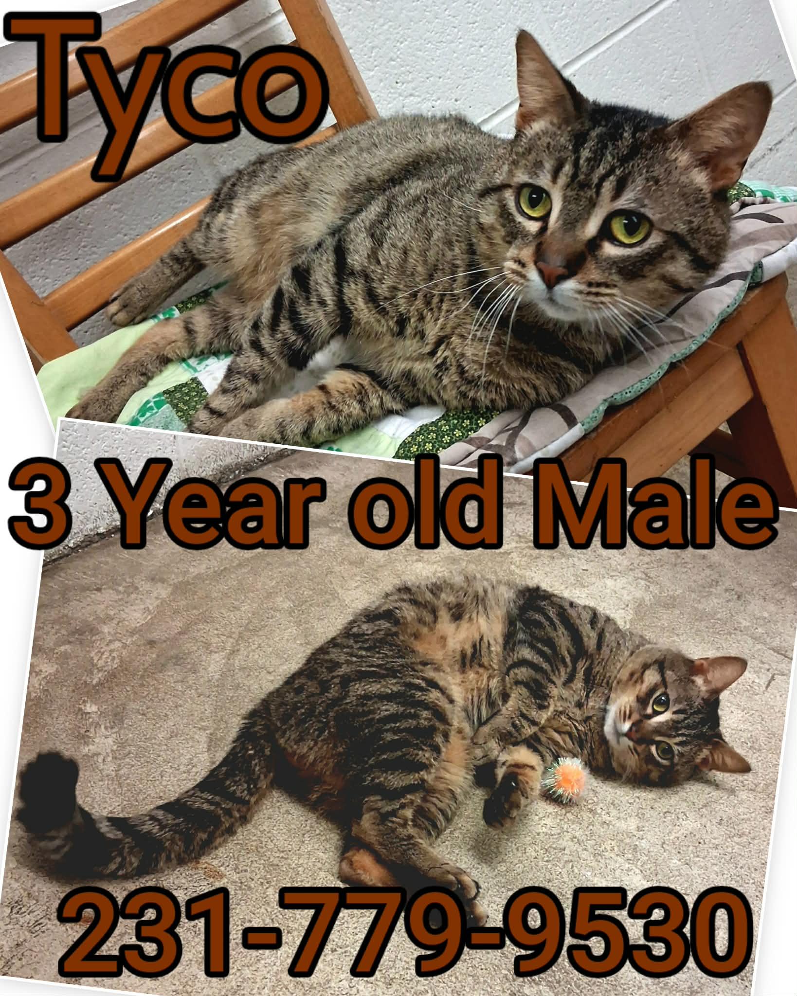 TYCO, ADOPTABLE, Young Male Domestic Short Hair.