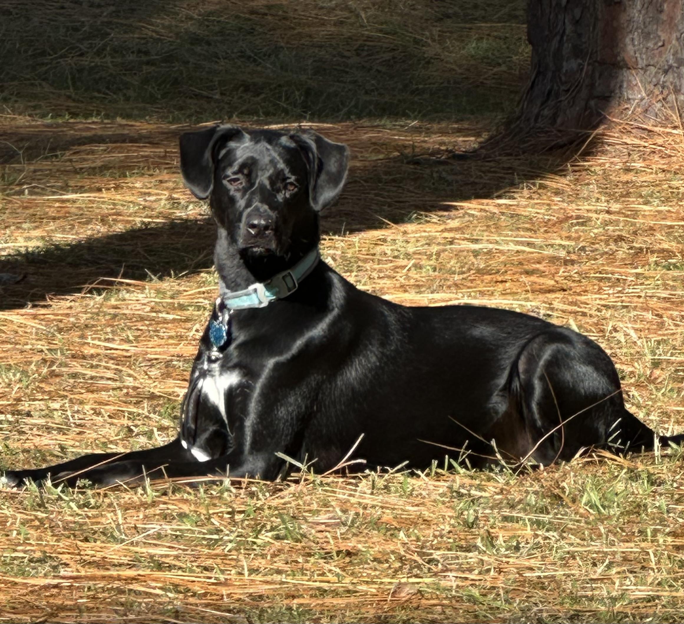 Enlarge Finn, a Adoptable mixed breed in Statesboro, GA image 1/1