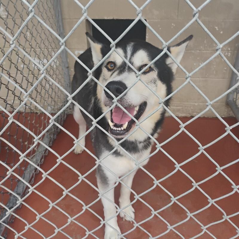 REX 2/19/26, Adoptable, Adult Male Husky.