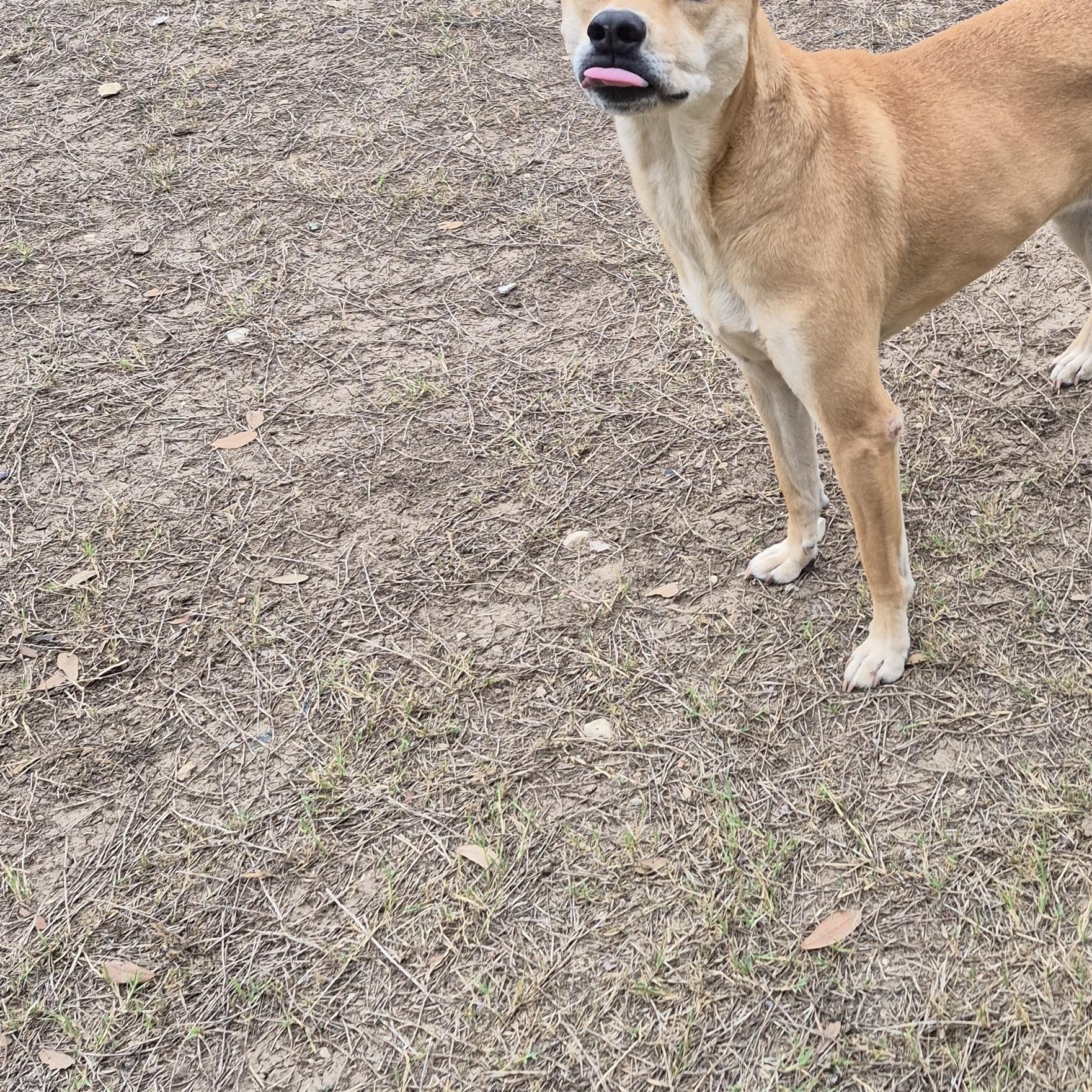 Enlarge Missy, a ADOPTABLE Mixed Breed in Schertz, TX image 2/5