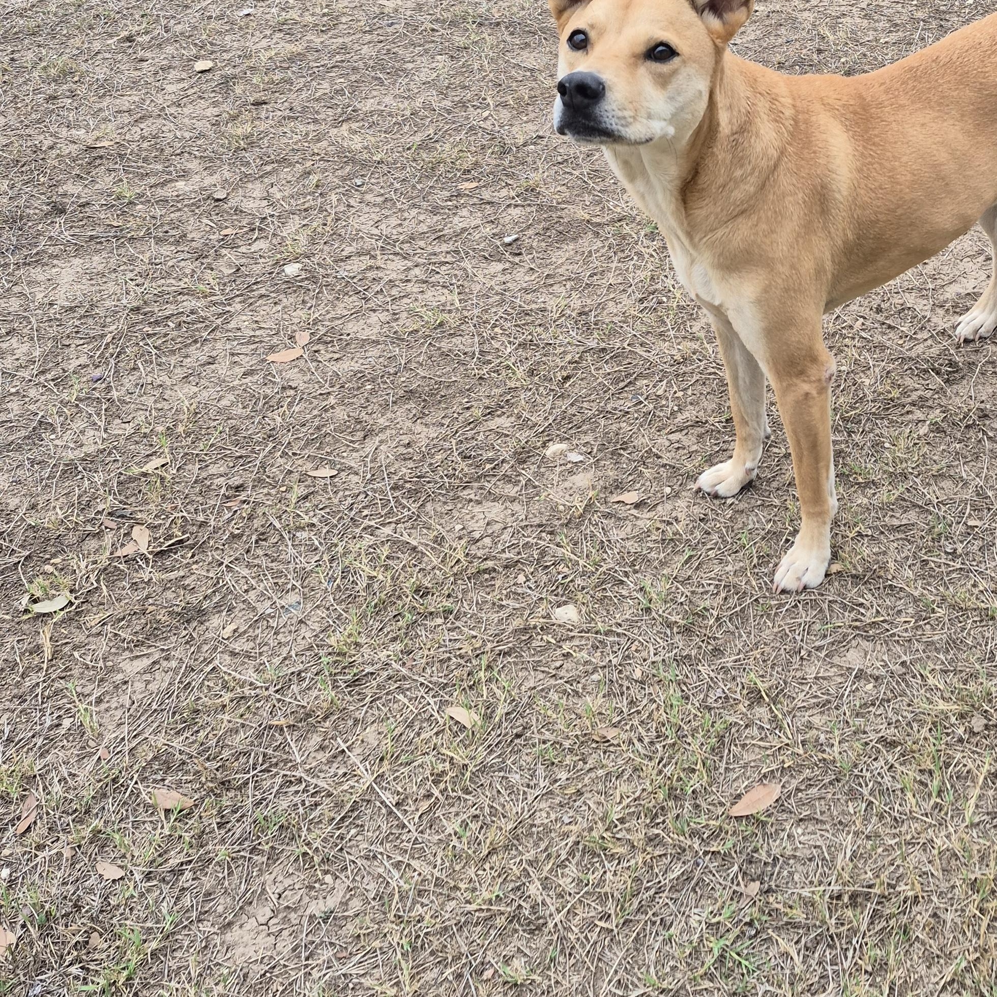 Enlarge Missy, a ADOPTABLE Mixed Breed in Schertz, TX image 5/5