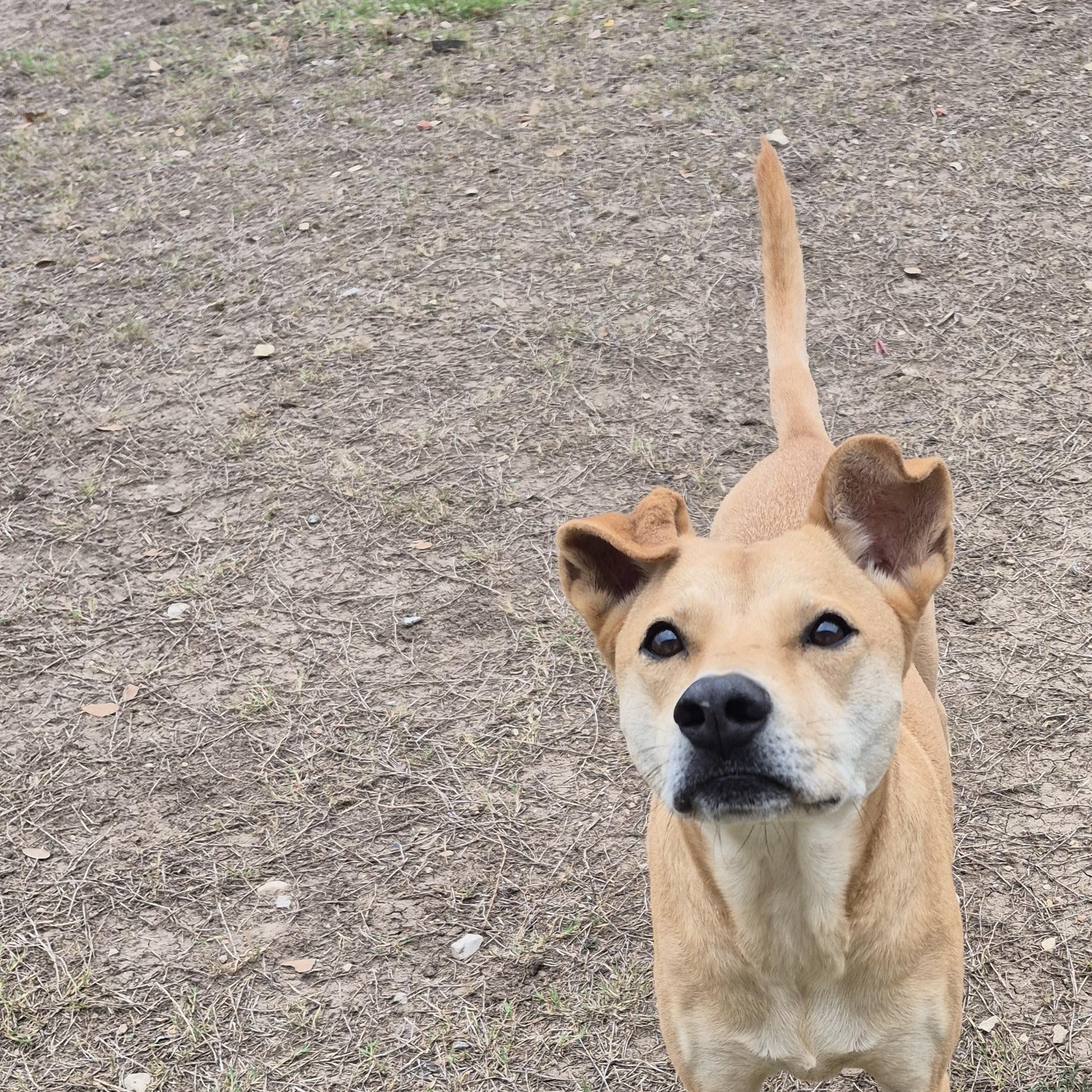 Enlarge Missy, a ADOPTABLE Mixed Breed in Schertz, TX image 4/5