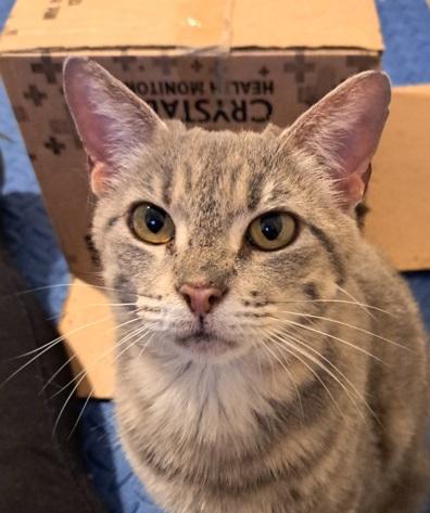 Enlarge Momma, an adopted American Shorthair in White Settlement, TX image 1/1