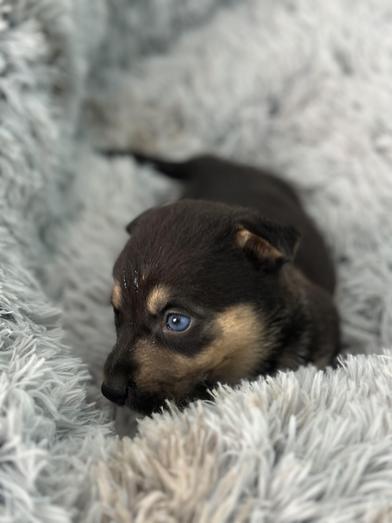 Macaroon — thumbnail 6