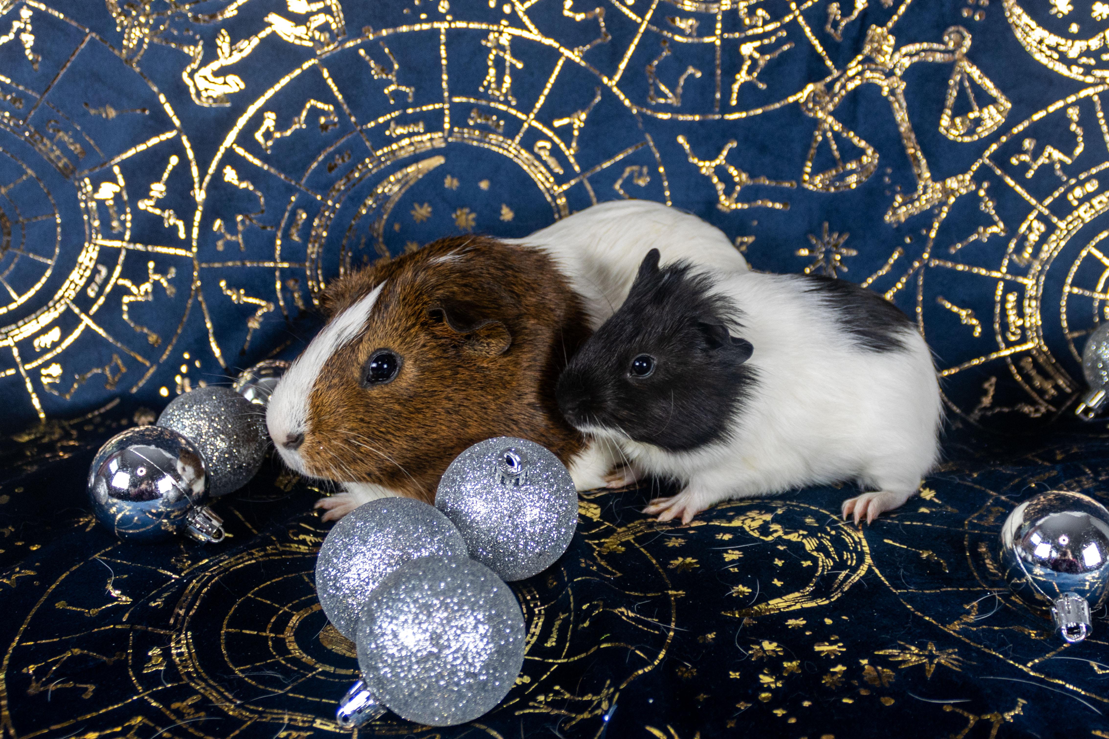 Gomez & Fester **Bonded Pair**, a Adoptable Guinea Pig in Ellington, CT image 1/6