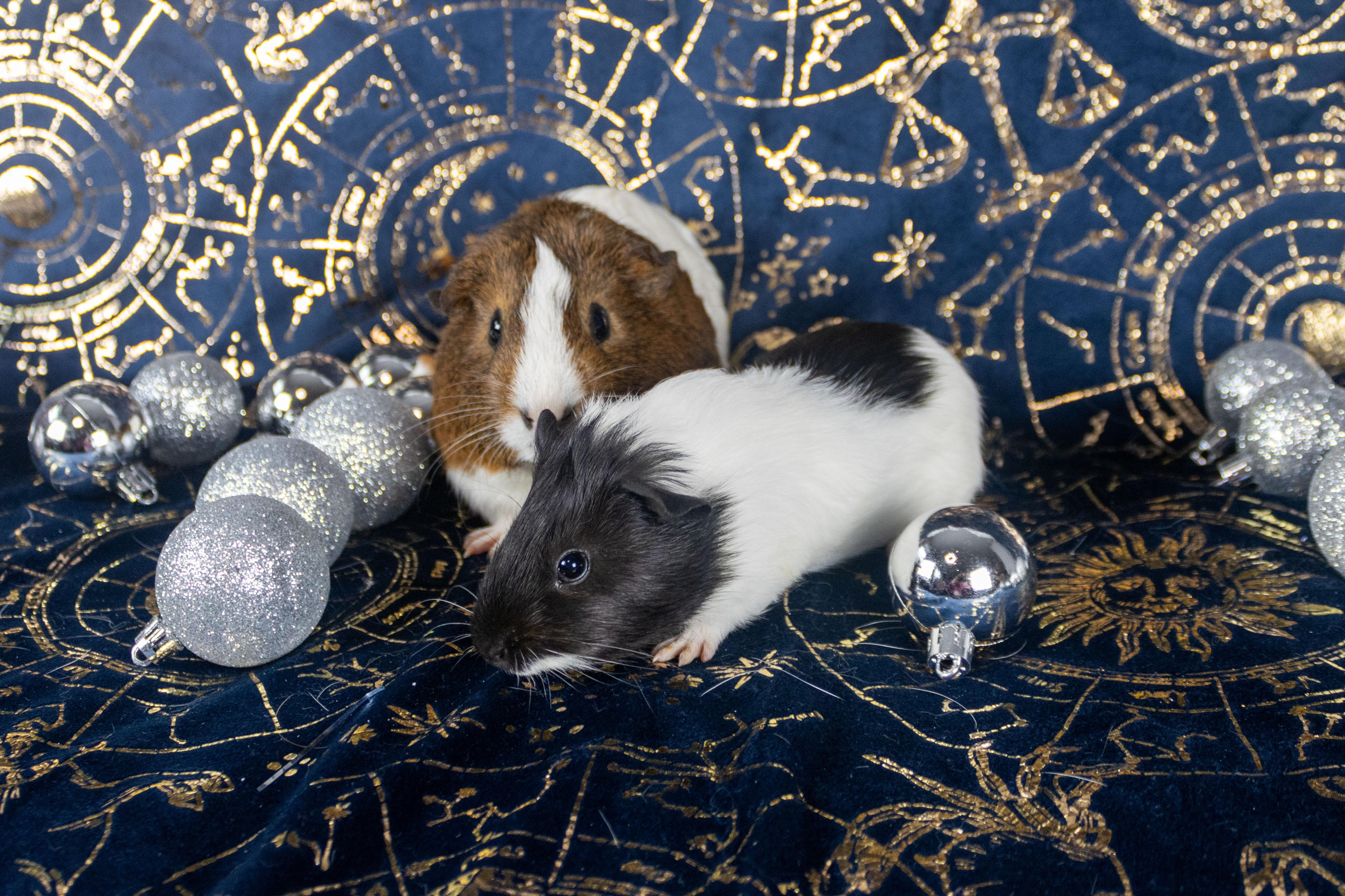 Gomez & Fester **Bonded Pair**, Adoptable, Young Male Guinea Pig.