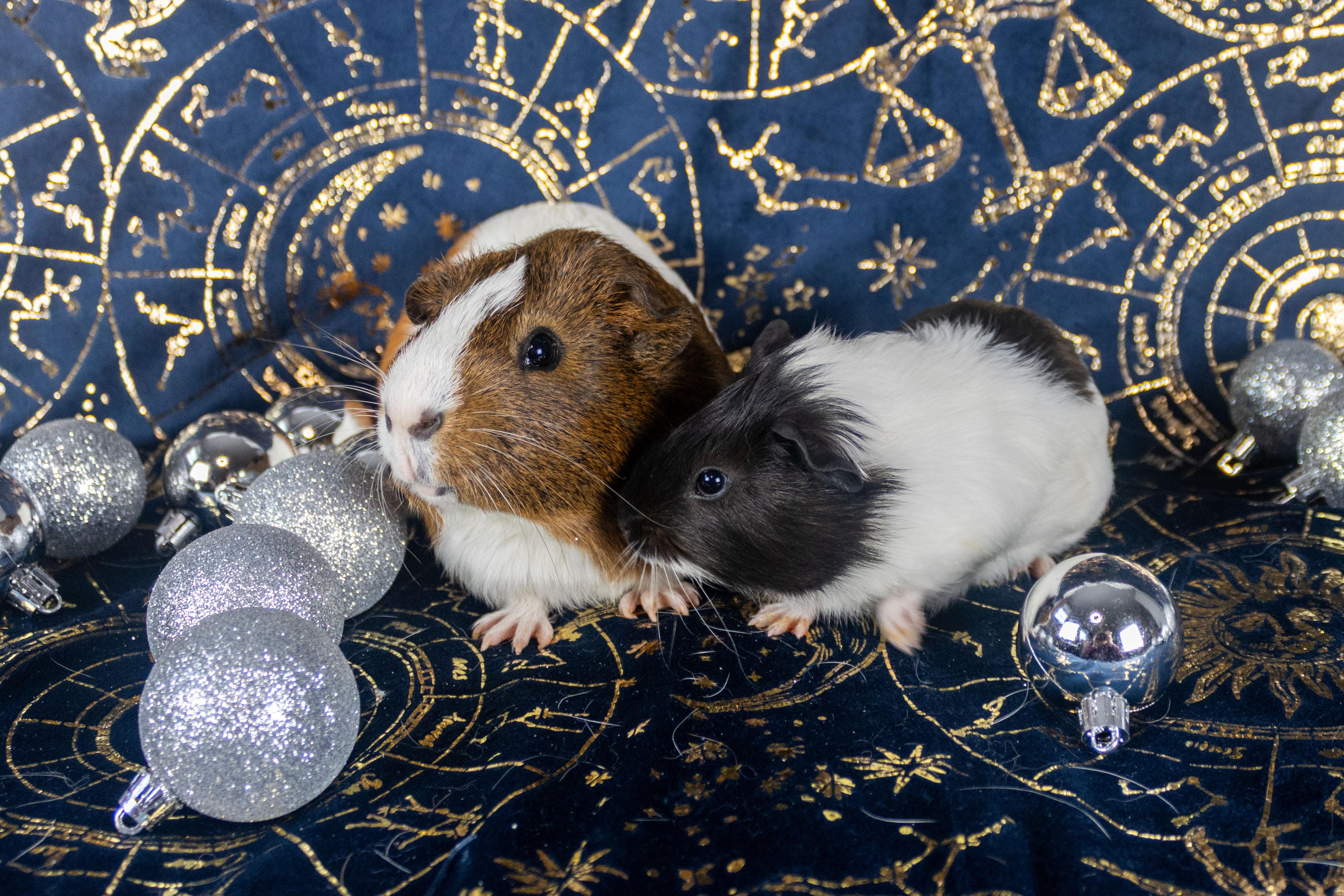 Gomez & Fester **Bonded Pair**, a Adoptable Guinea Pig in Ellington, CT image 3/6