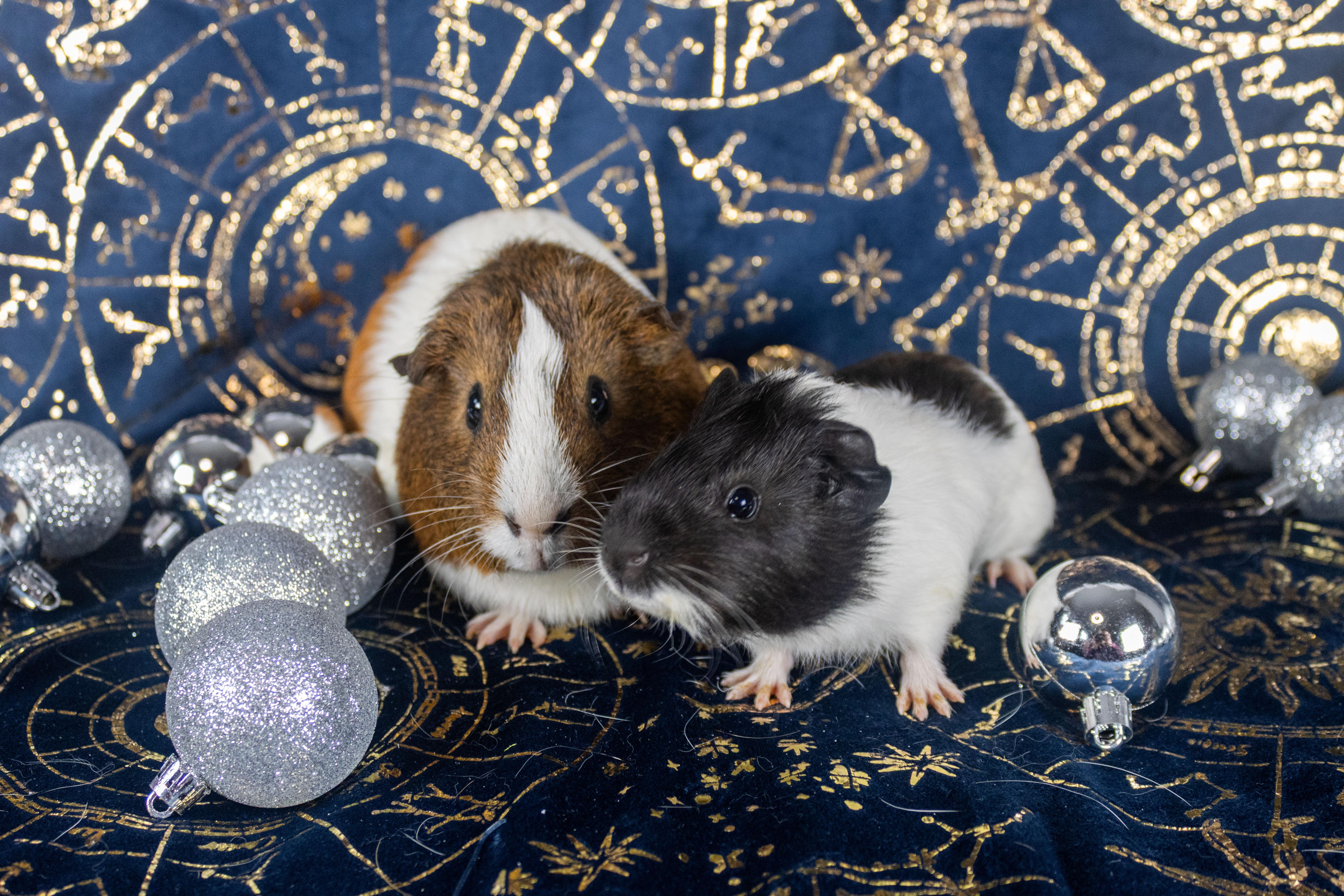Gomez & Fester **Bonded Pair**, a Adoptable Guinea Pig in Ellington, CT image 4/6
