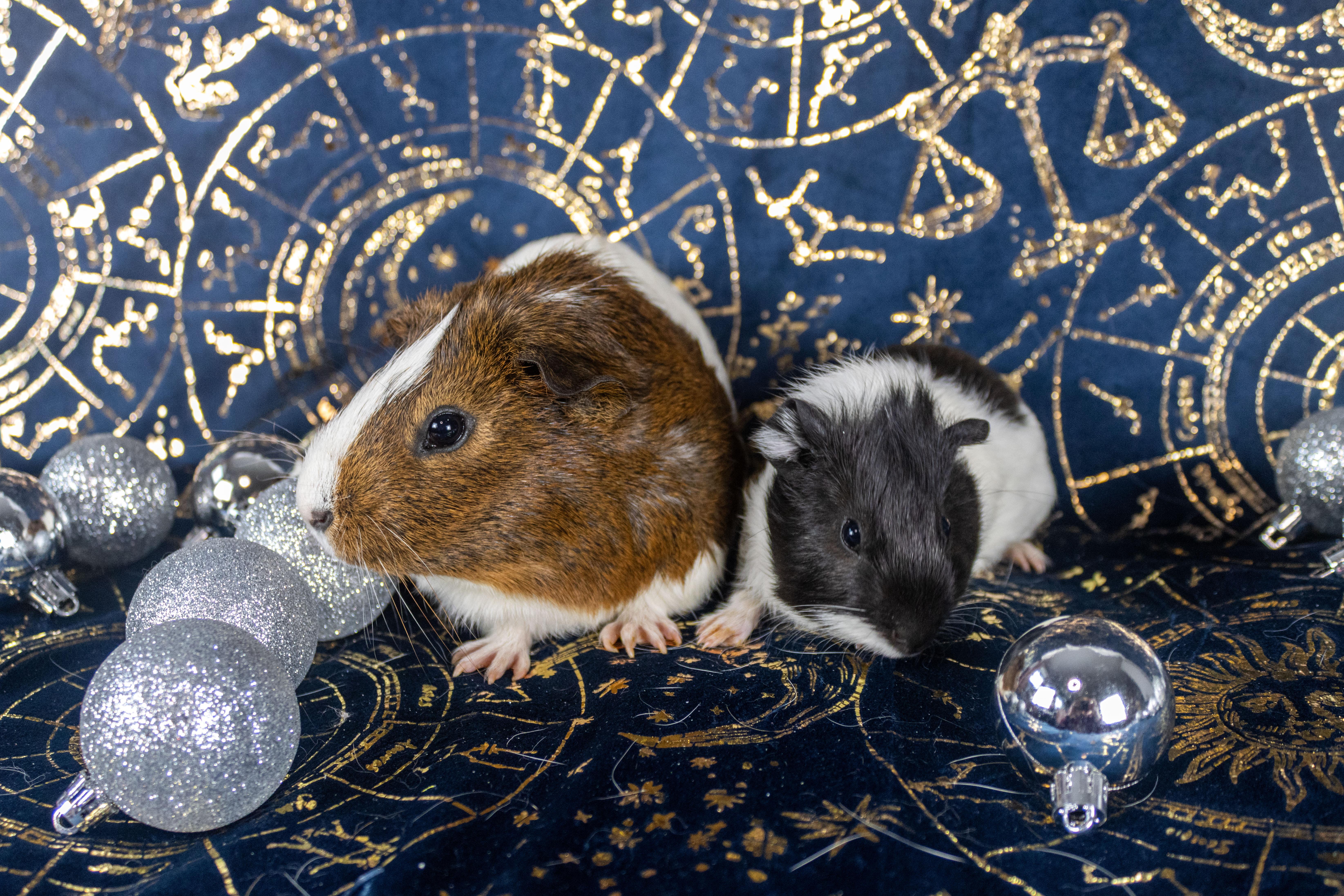 Gomez & Fester **Bonded Pair**, a Adoptable Guinea Pig in Ellington, CT image 5/6