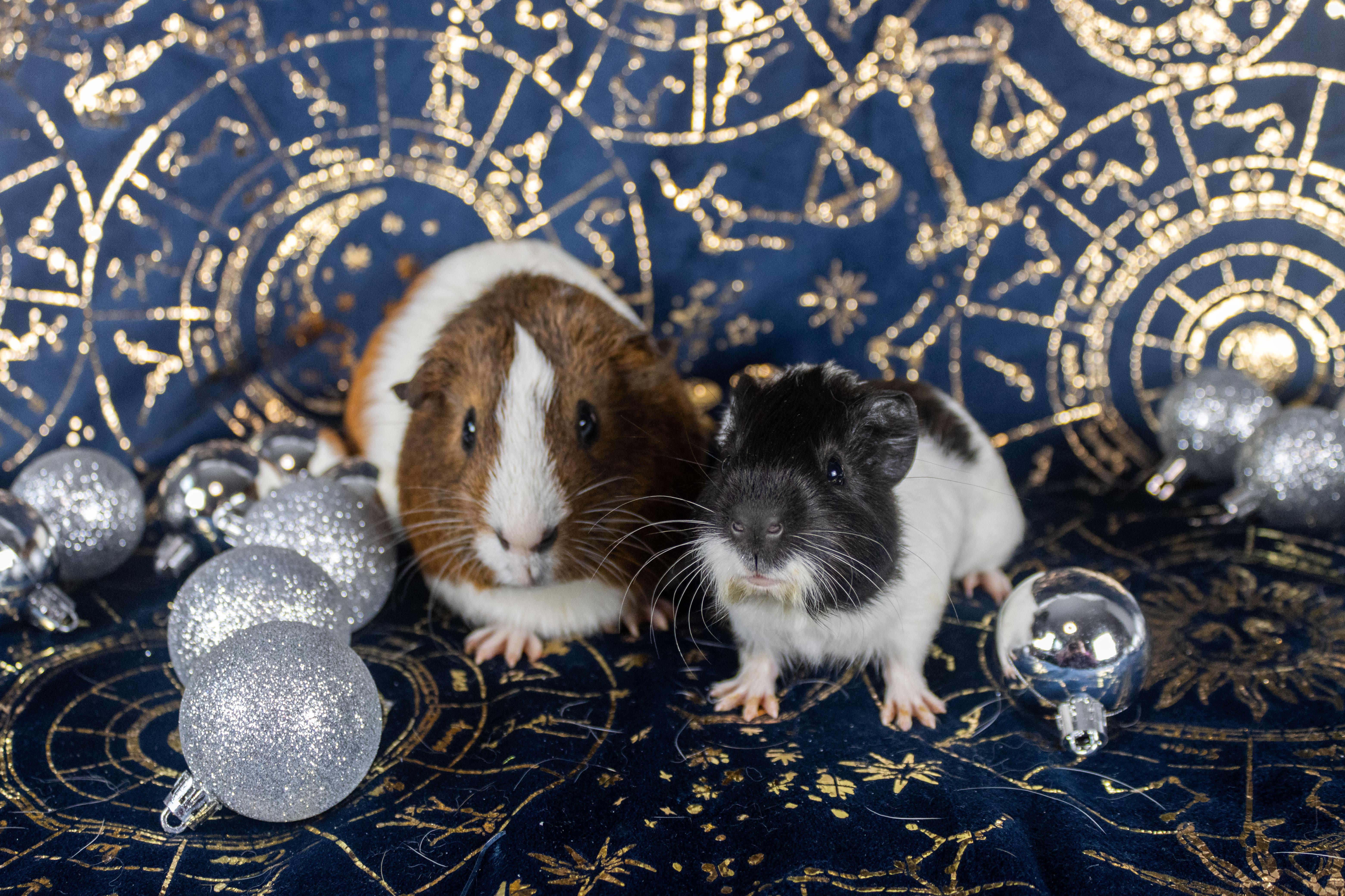Gomez & Fester **Bonded Pair**, a Adoptable Guinea Pig in Ellington, CT image 6/6
