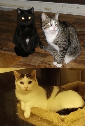 Timmy, Tommy, Talia (girl) URGENT - FOSTER NEEDED!, a Adoptable mixed breed in Cookeville, TN image 1/7