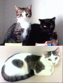 Timmy, Tommy, Talia (girl) URGENT - FOSTER NEEDED!, a Adoptable mixed breed in Cookeville, TN image 6/7