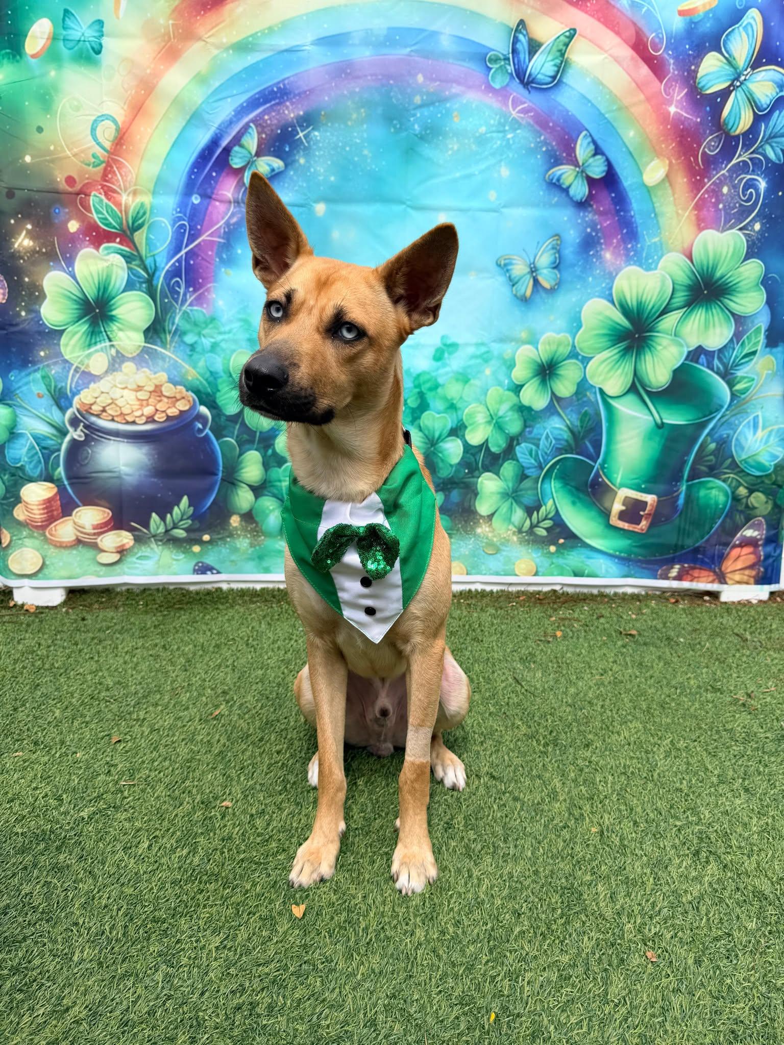 Argos, Adopted, Young Male Belgian Shepherd / Malinois & Carolina Dog.