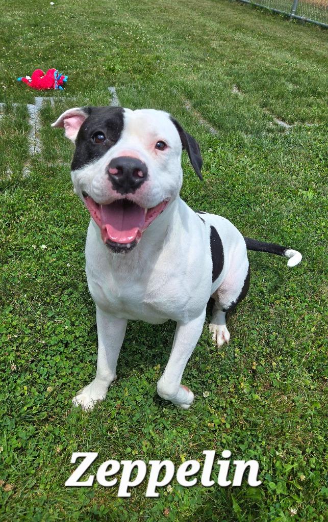 Zeppelin Yrly 265, a Adoptable mixed breed in Sidney, OH image 1/5