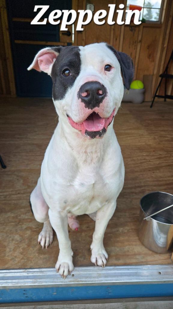 Zeppelin Yrly 265, a Adoptable mixed breed in Sidney, OH image 2/5