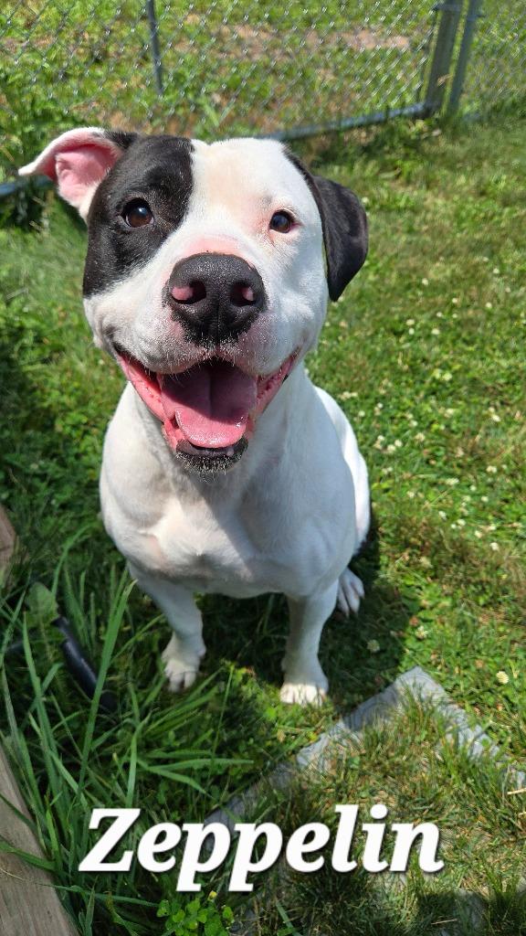 Zeppelin Yrly 265, a Adoptable mixed breed in Sidney, OH image 3/5