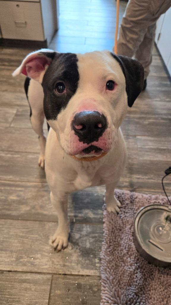 Zeppelin Yrly 265, a Adoptable mixed breed in Sidney, OH image 4/5