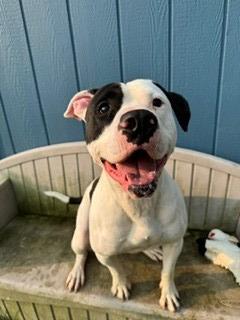 Zeppelin Yrly 265, a Adoptable mixed breed in Sidney, OH image 5/5