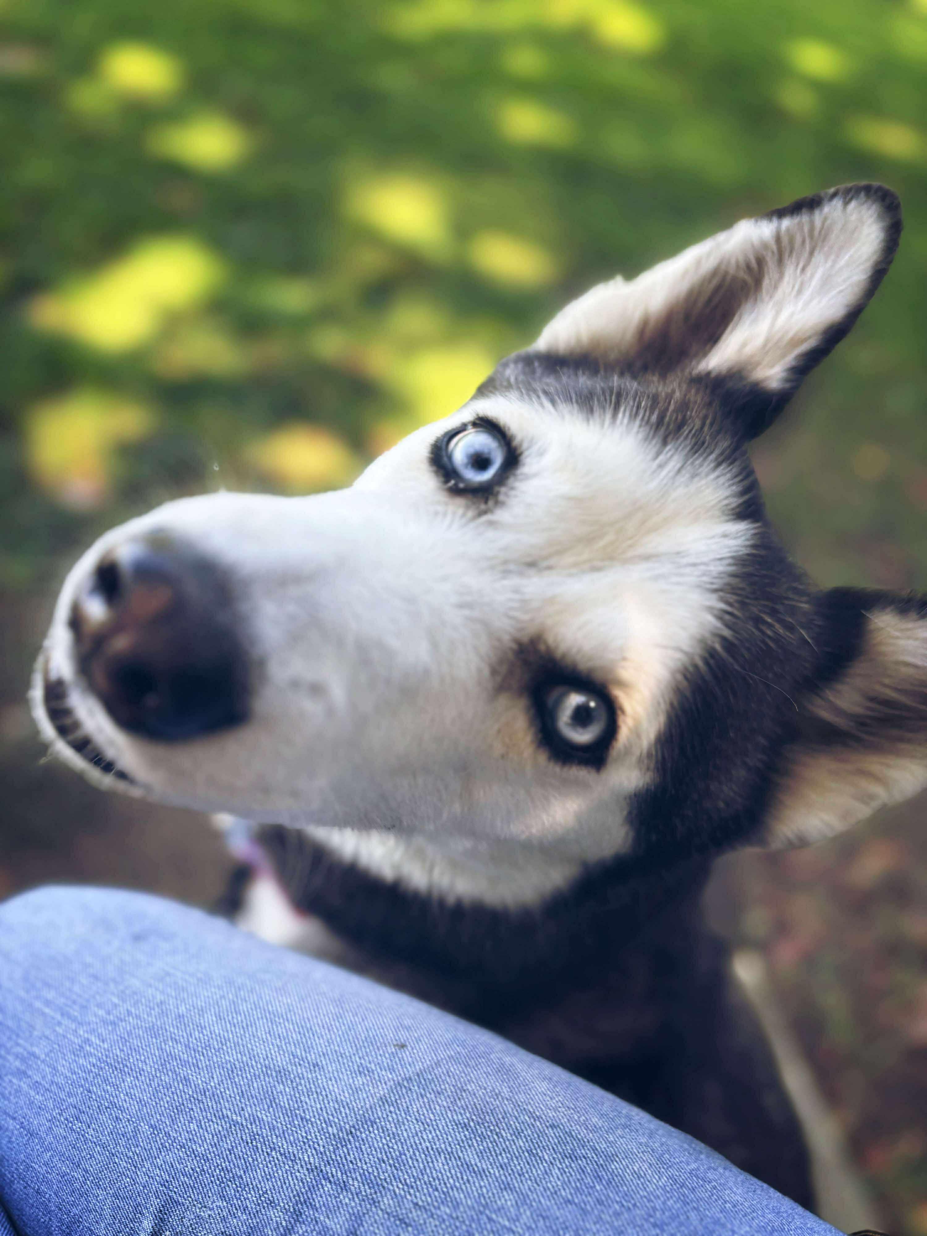 Enlarge 25-356 Kenya, a Adoptable Siberian Husky in Amityville, NY image 4/6