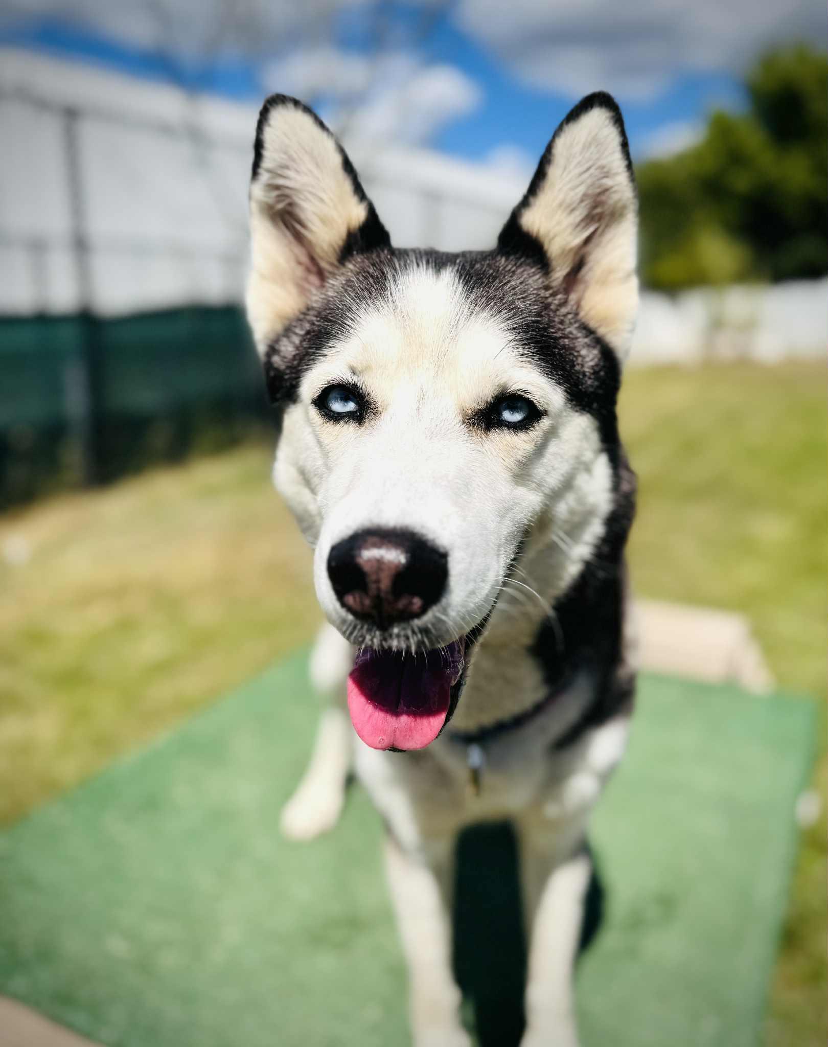 Enlarge 25-356 Kenya, a Adoptable Siberian Husky in Amityville, NY image 6/6