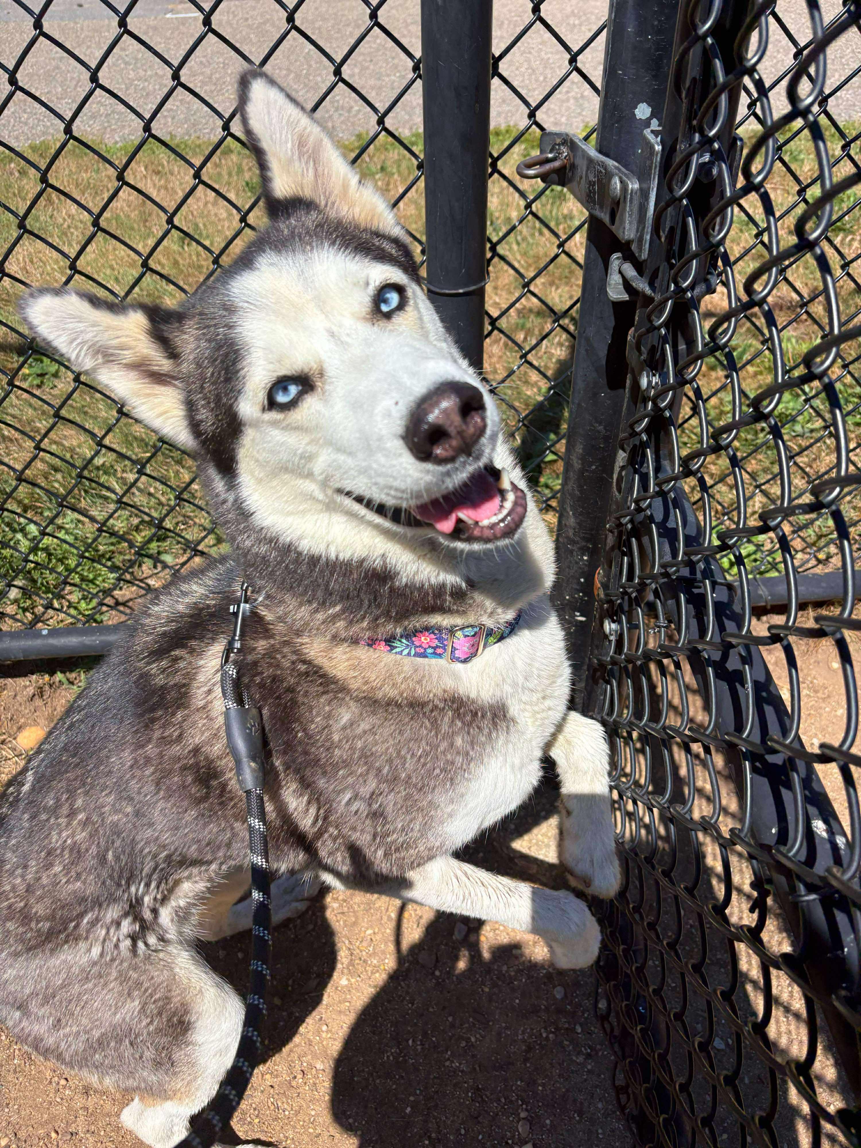 Enlarge 25-356 Kenya, a Adoptable Siberian Husky in Amityville, NY image 5/6