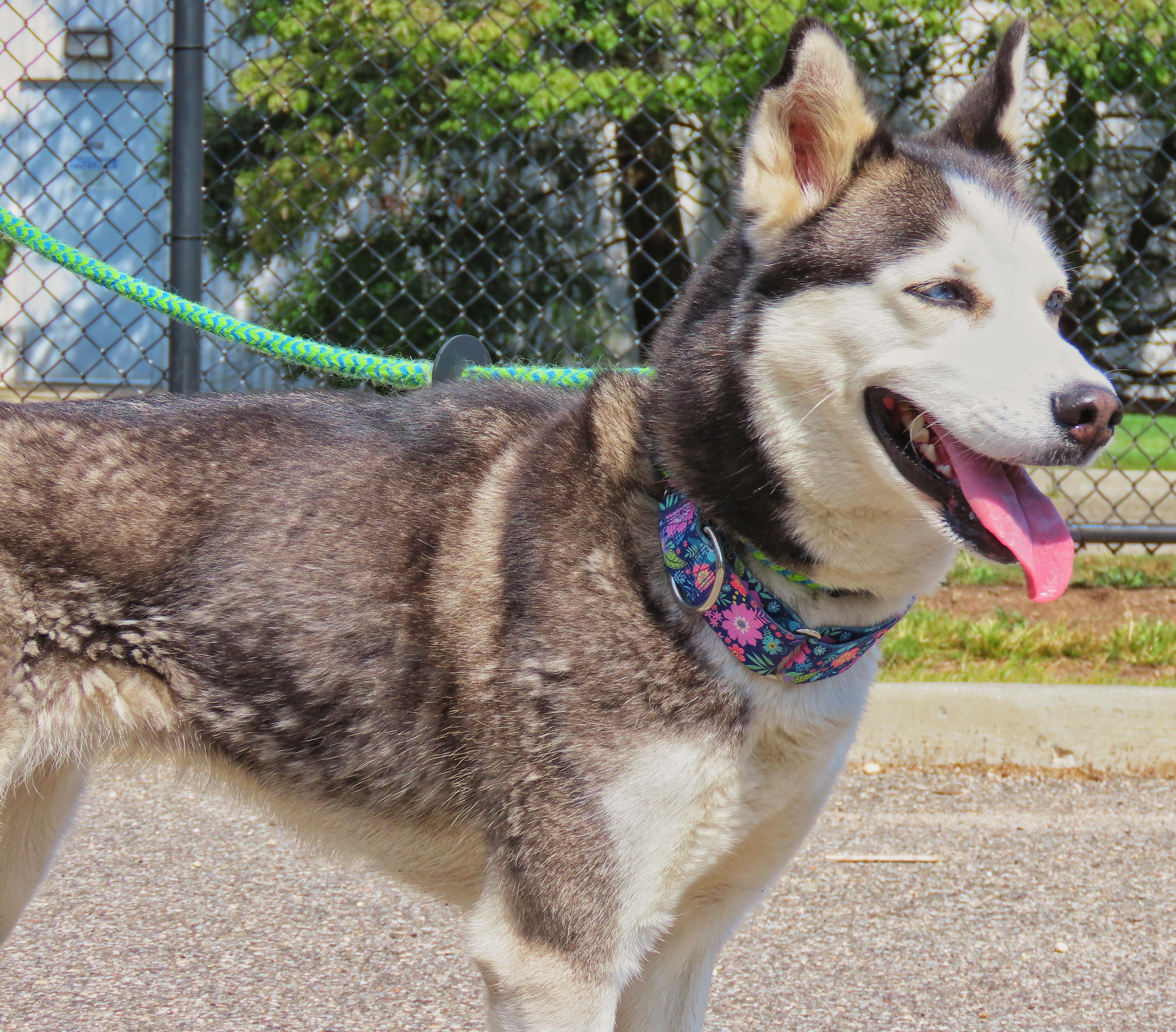 Enlarge 25-356 Kenya, a Adoptable Siberian Husky in Amityville, NY image 2/6
