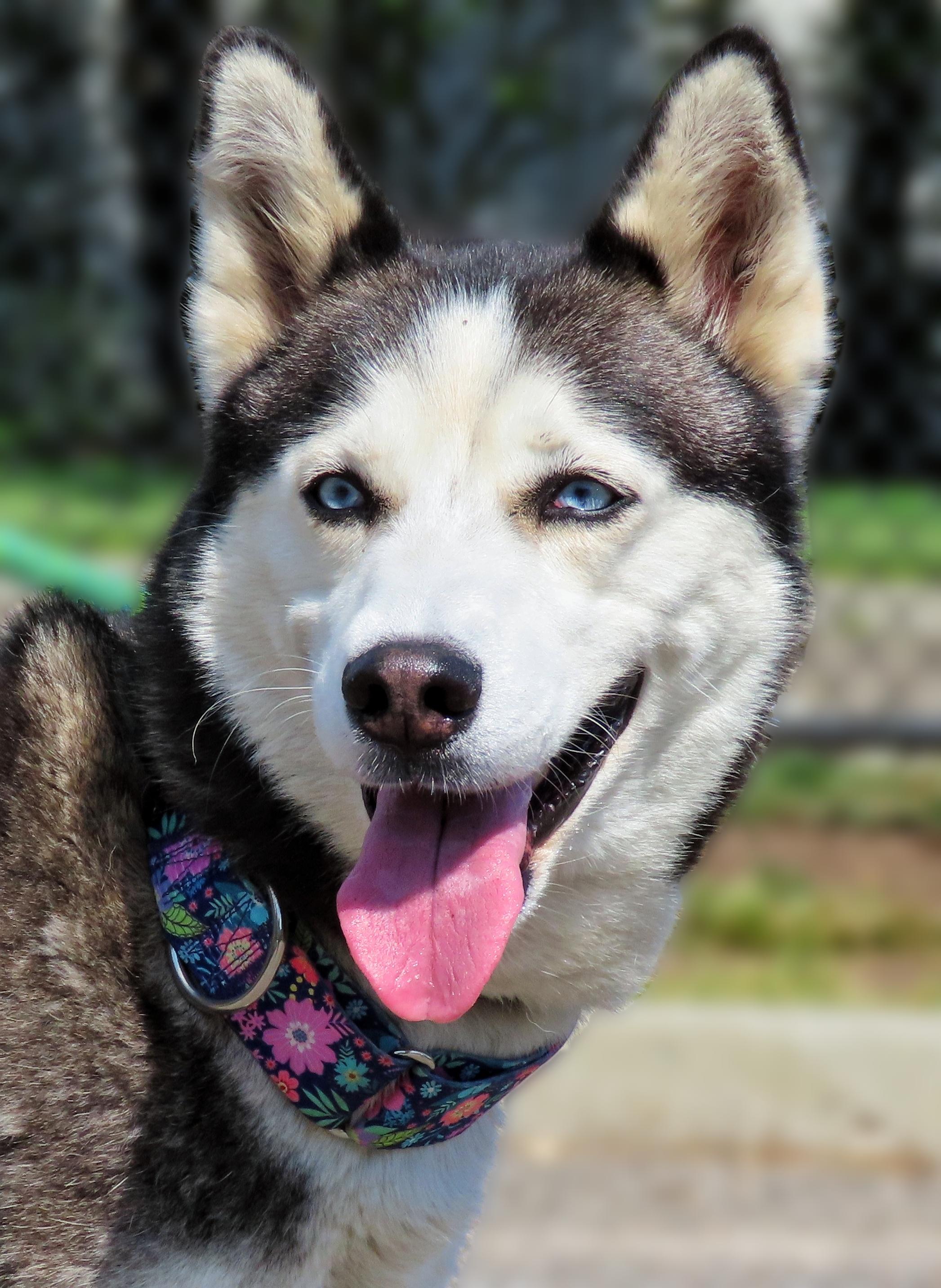 Enlarge 25-356 Kenya, a Adoptable Siberian Husky in Amityville, NY image 1/6