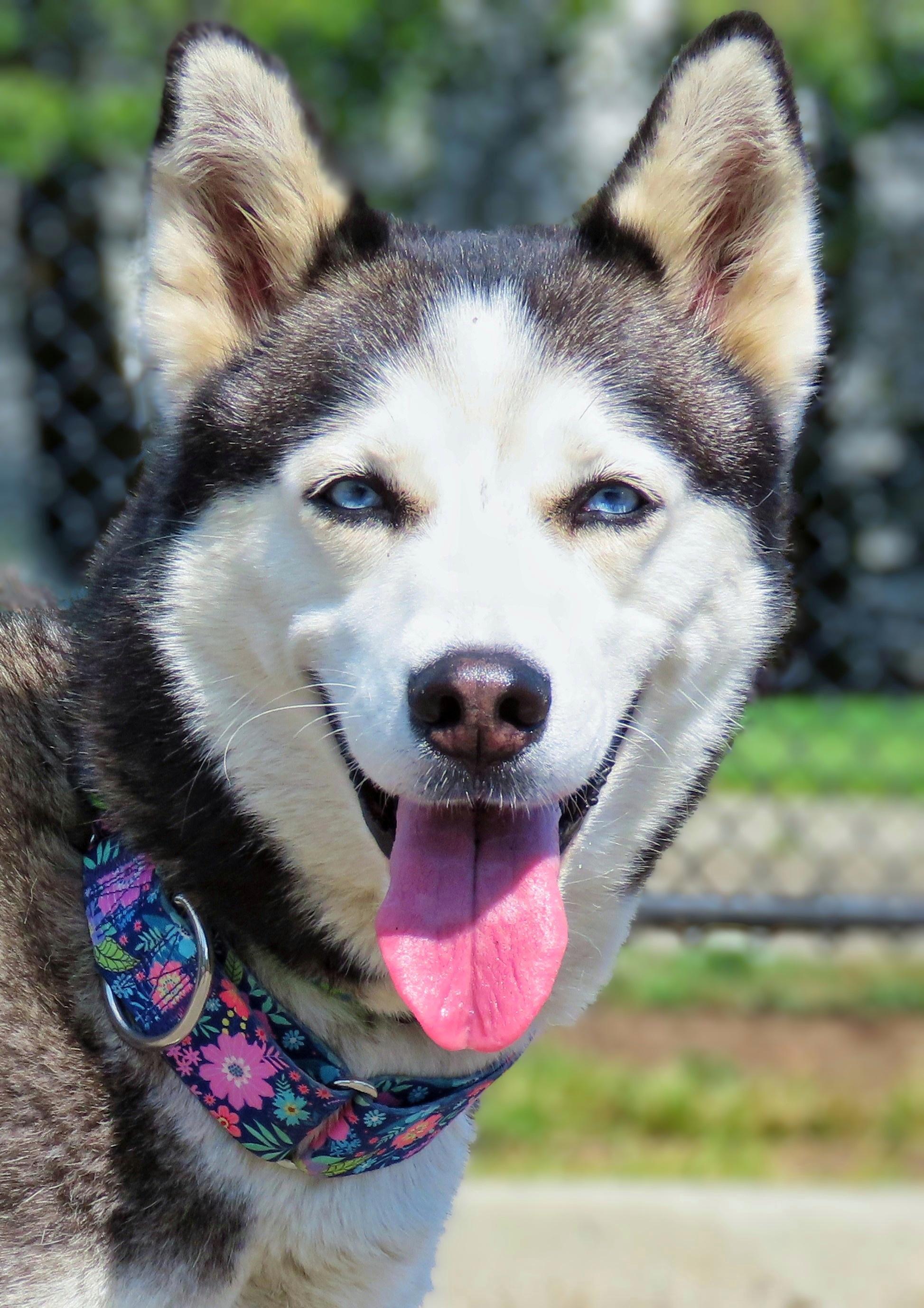 Enlarge 25-356 Kenya, a Adoptable Siberian Husky in Amityville, NY image 3/6
