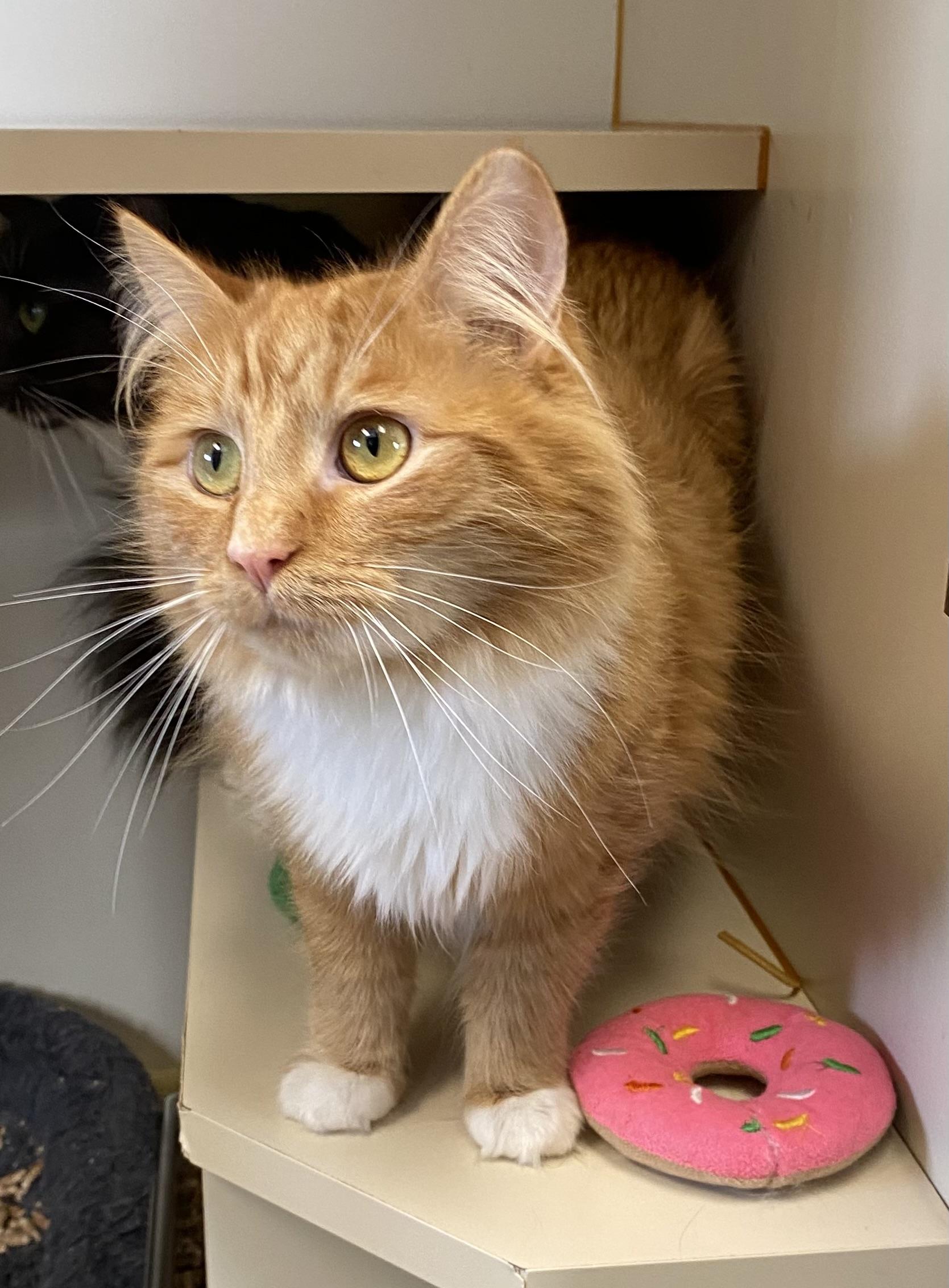 Eva, ADOPTABLE, Young Female Domestic Long Hair.