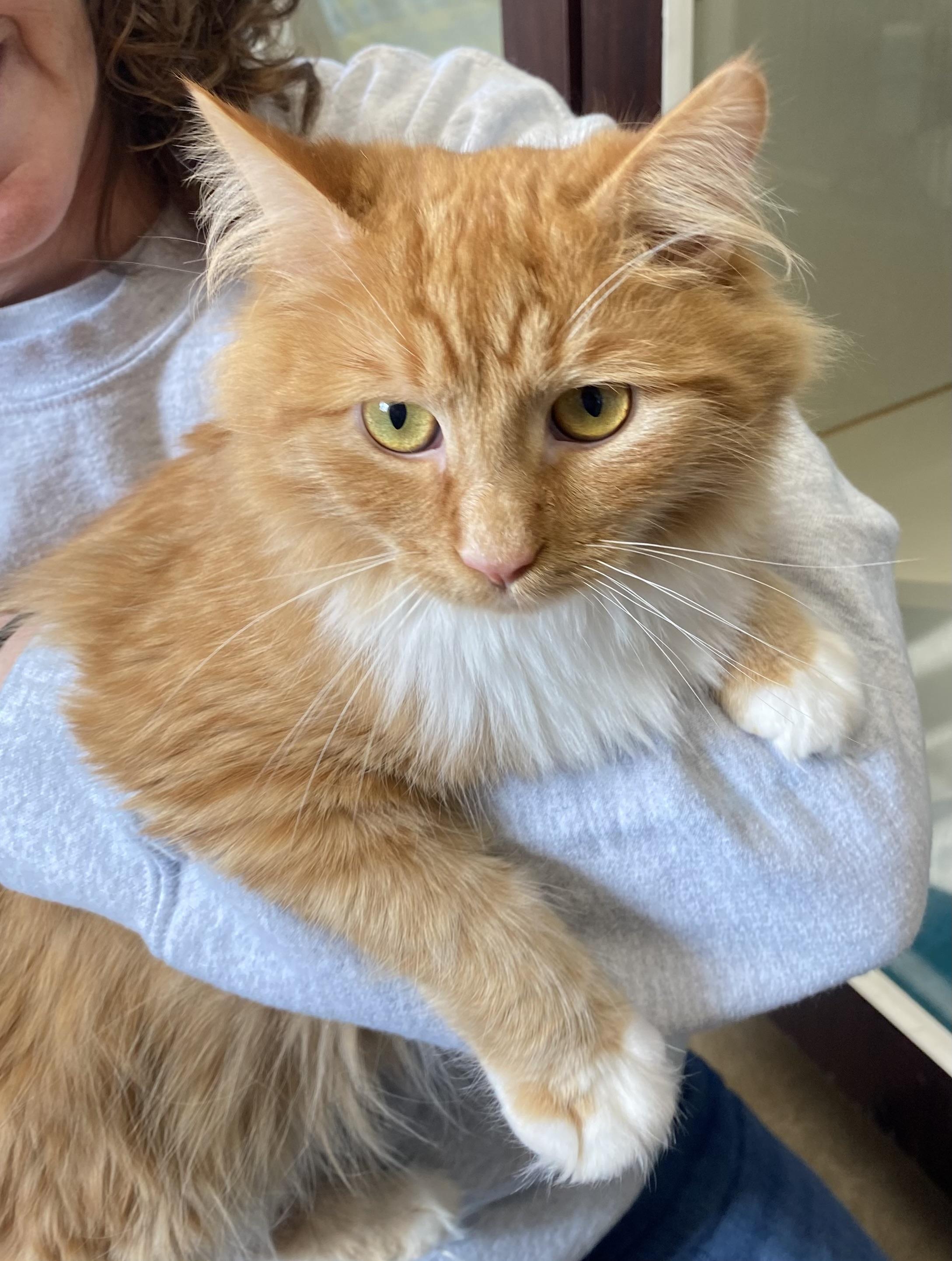 Enlarge Eva, a ADOPTABLE Domestic Long Hair in Somerset, NJ image 2/2