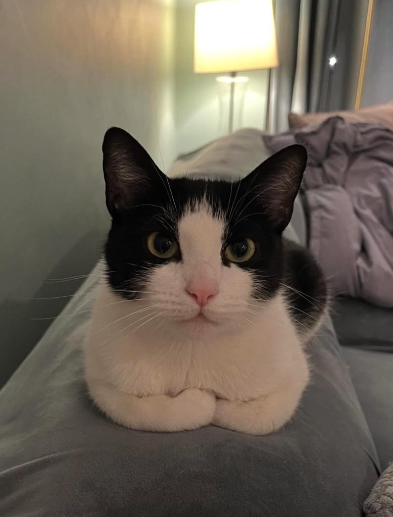 Diega, Adopted, Adult Female Domestic Short Hair.