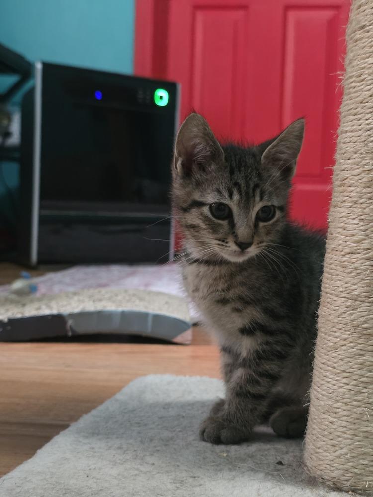 Enlarge Haddock - Blue collar, a Adoptable Domestic Short Hair in Fort Walton Beach, FL image 1/1