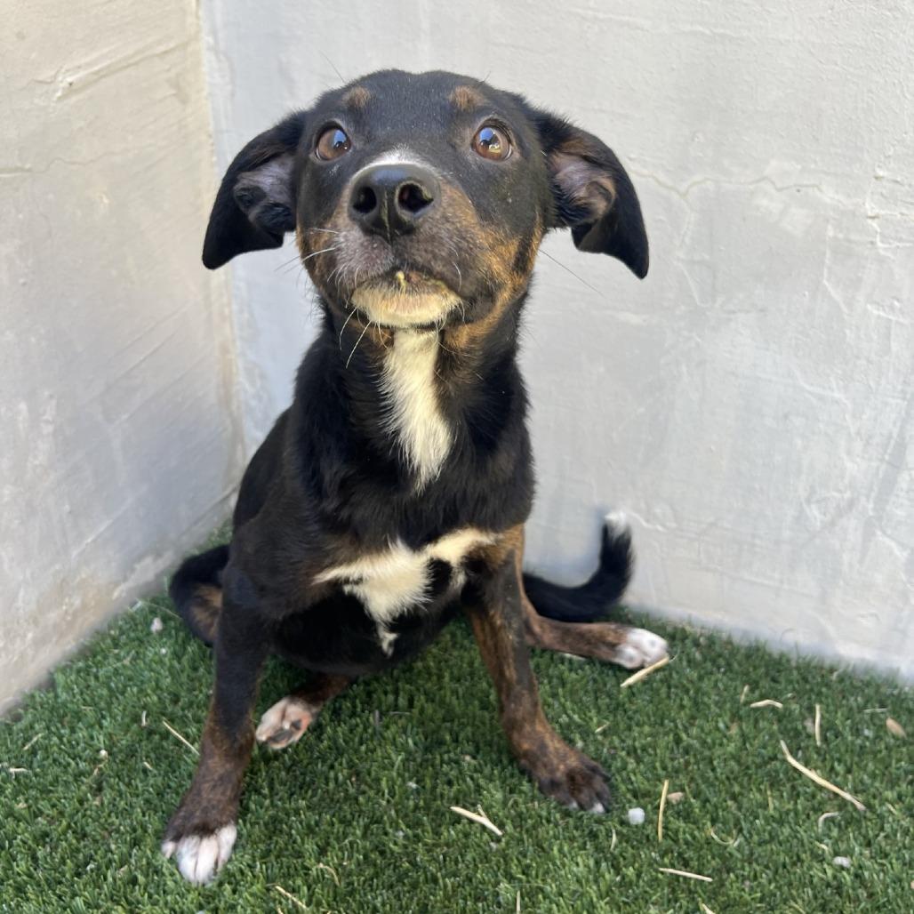 Daphne, Adoptable, Young Female Shepherd & Black Labrador Retriever.