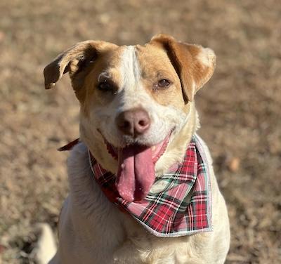 Owen, Adoptable, Senior Male Hound.