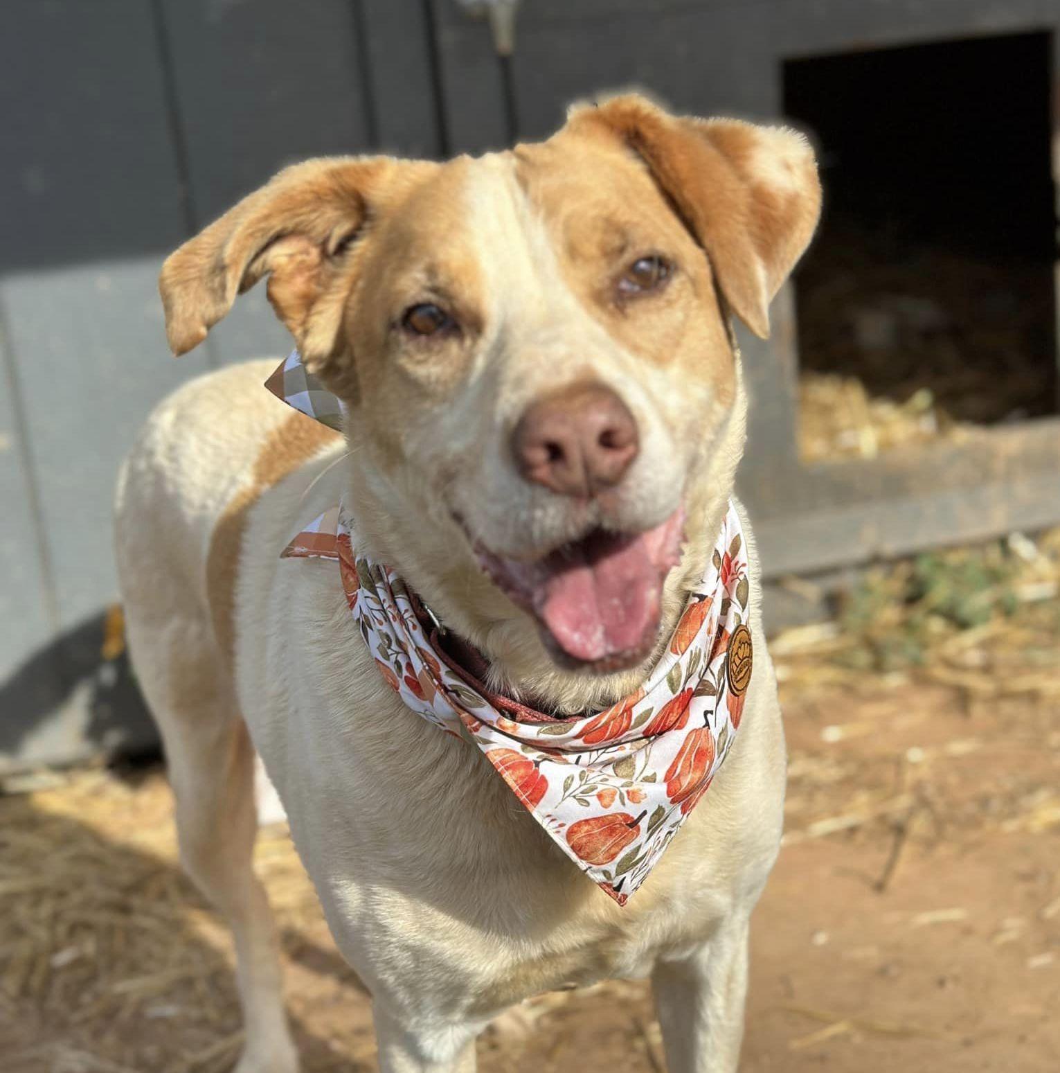 Owen, a Adoptable Hound in Palmyra, VA image 2/6